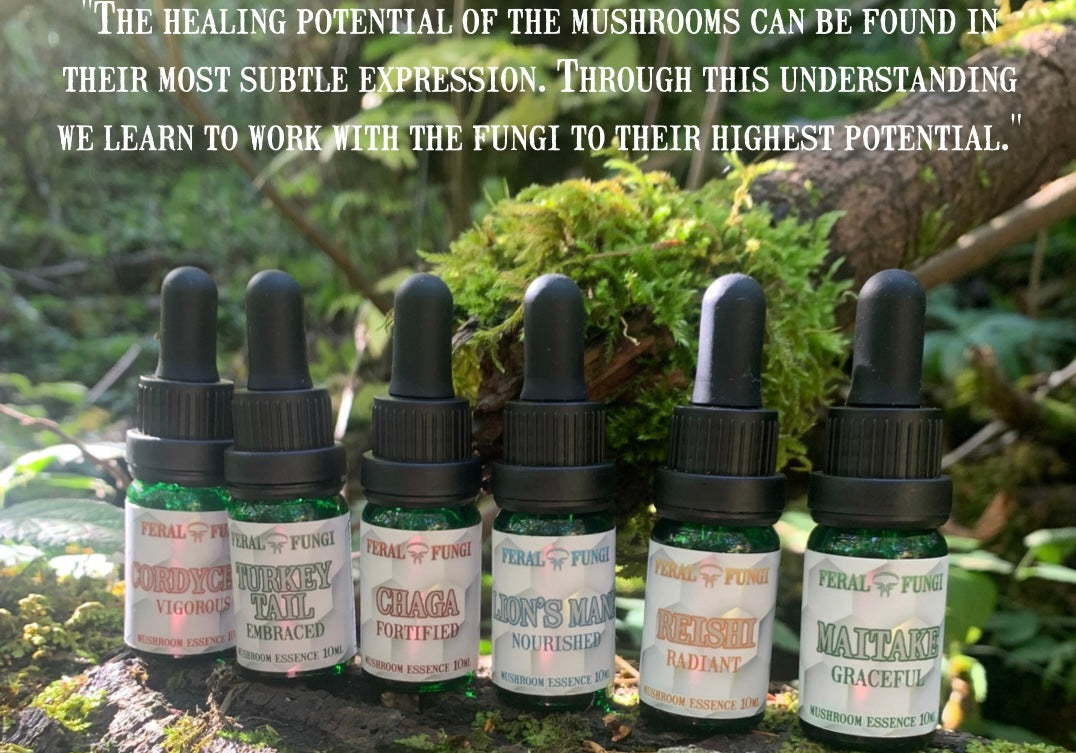 A Primer on Mushroom Essences