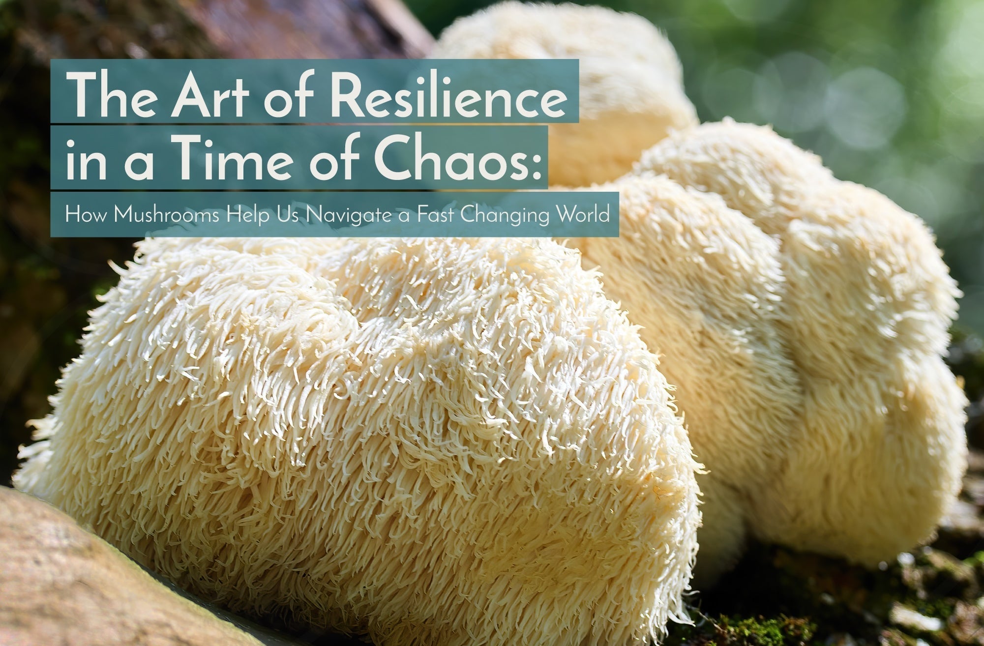 The Art of Resilience in a Time of Chaos: How Mushrooms Help Us Navigate a Fast Changing World