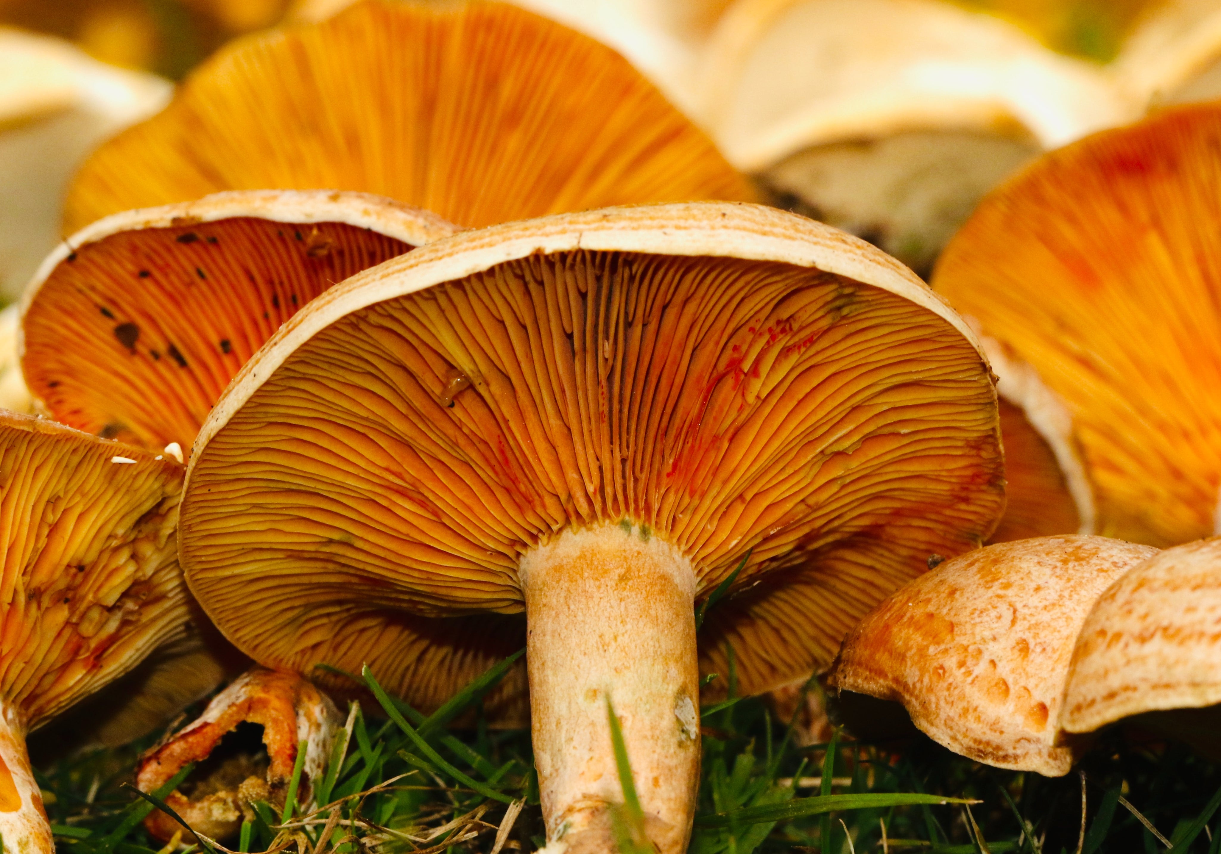 Mushrooms For Gut Health: 5 Mushrooms For Digestive Wellness