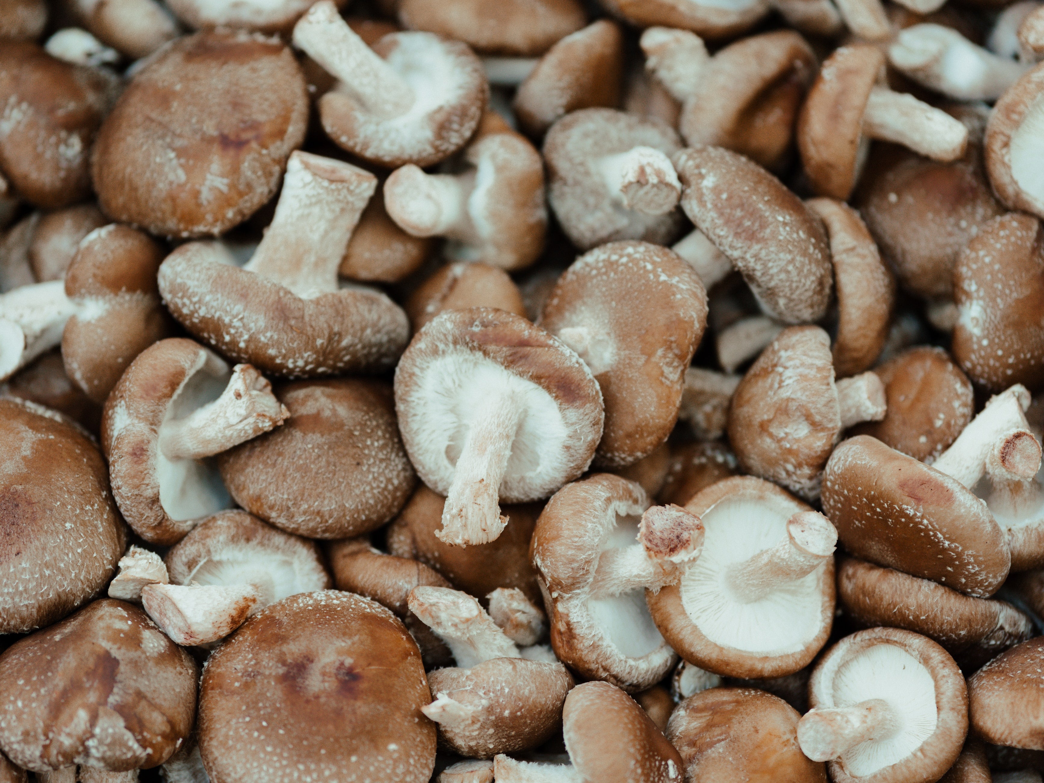 Shiitake Mushroom Benefits: A Guide to Shiitake Mushrooms
