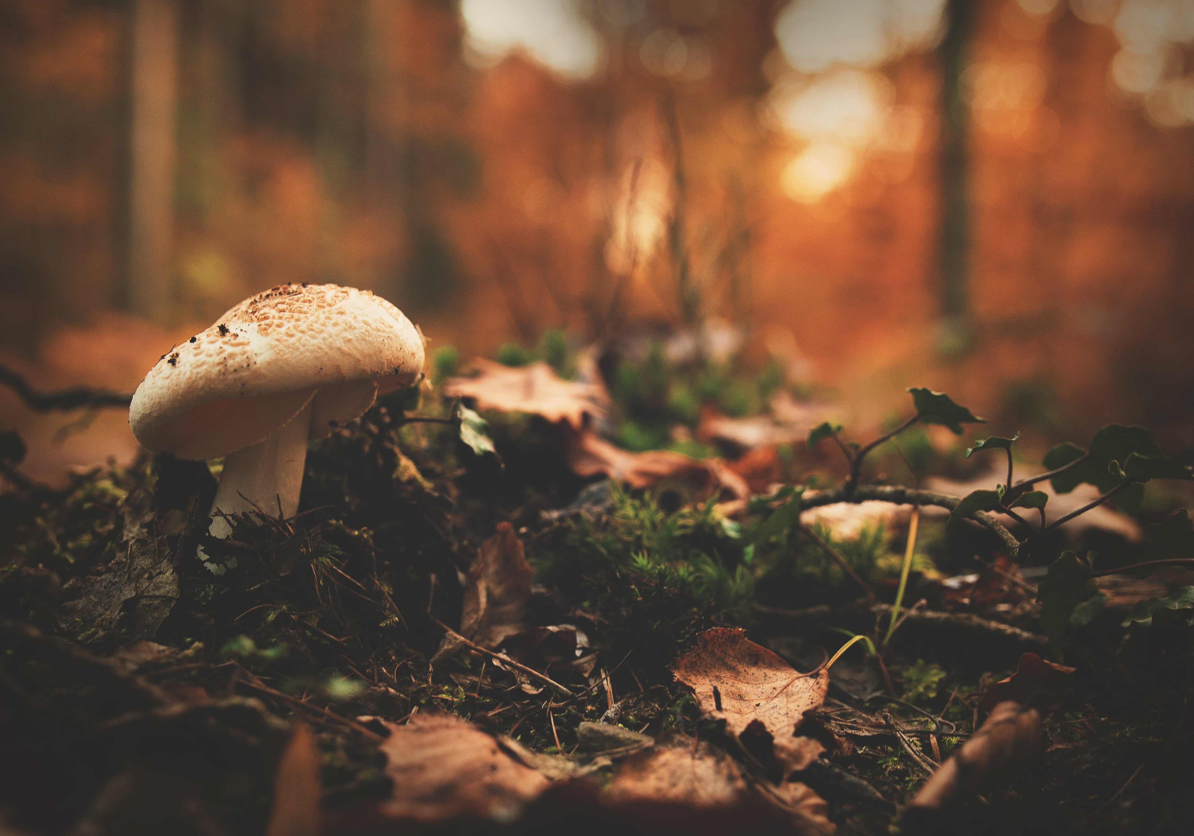 Mushrooms For Energy: Medicinal Mushrooms For Energy and Vitality