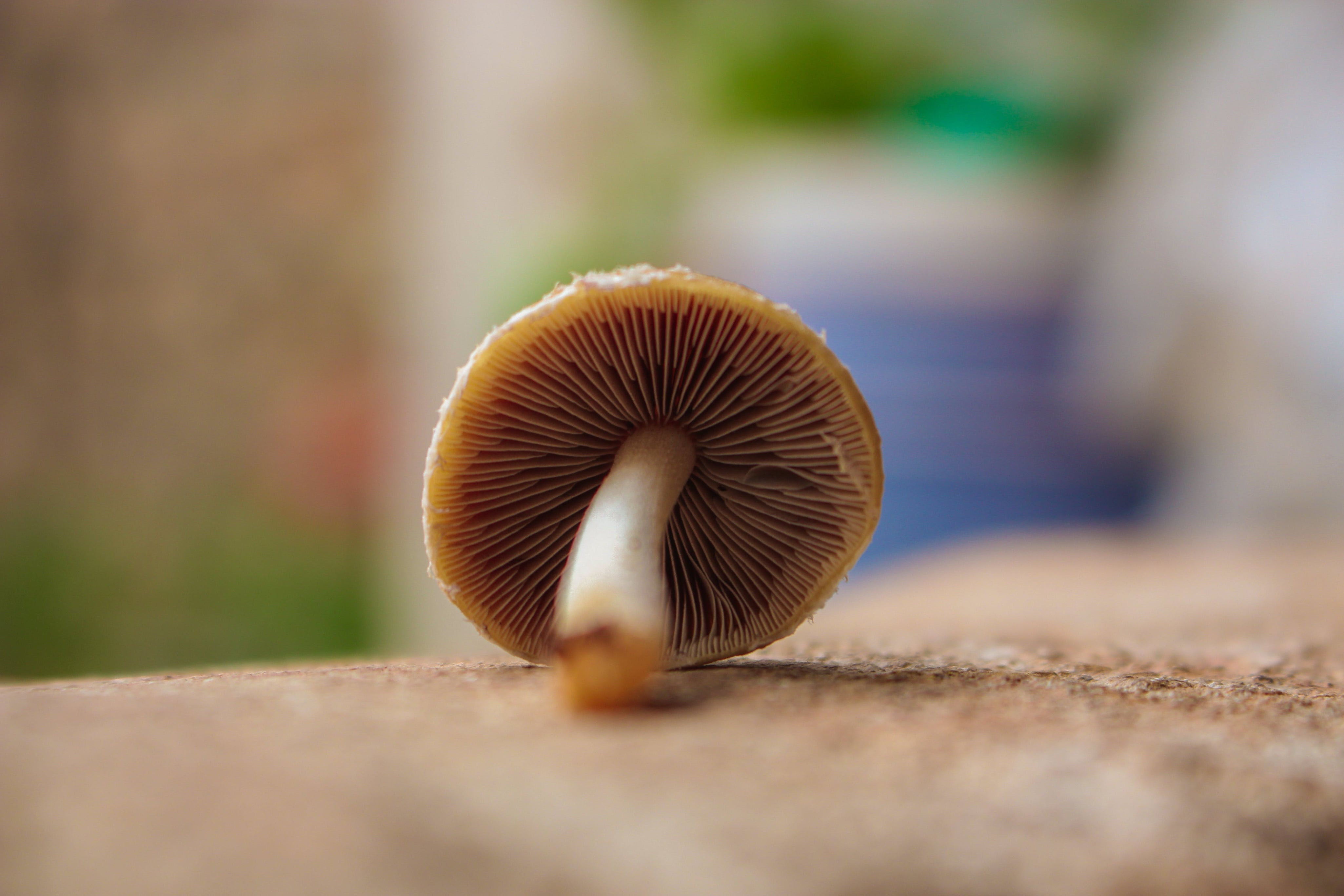 Mushrooms In Skincare: Benefits and Uses