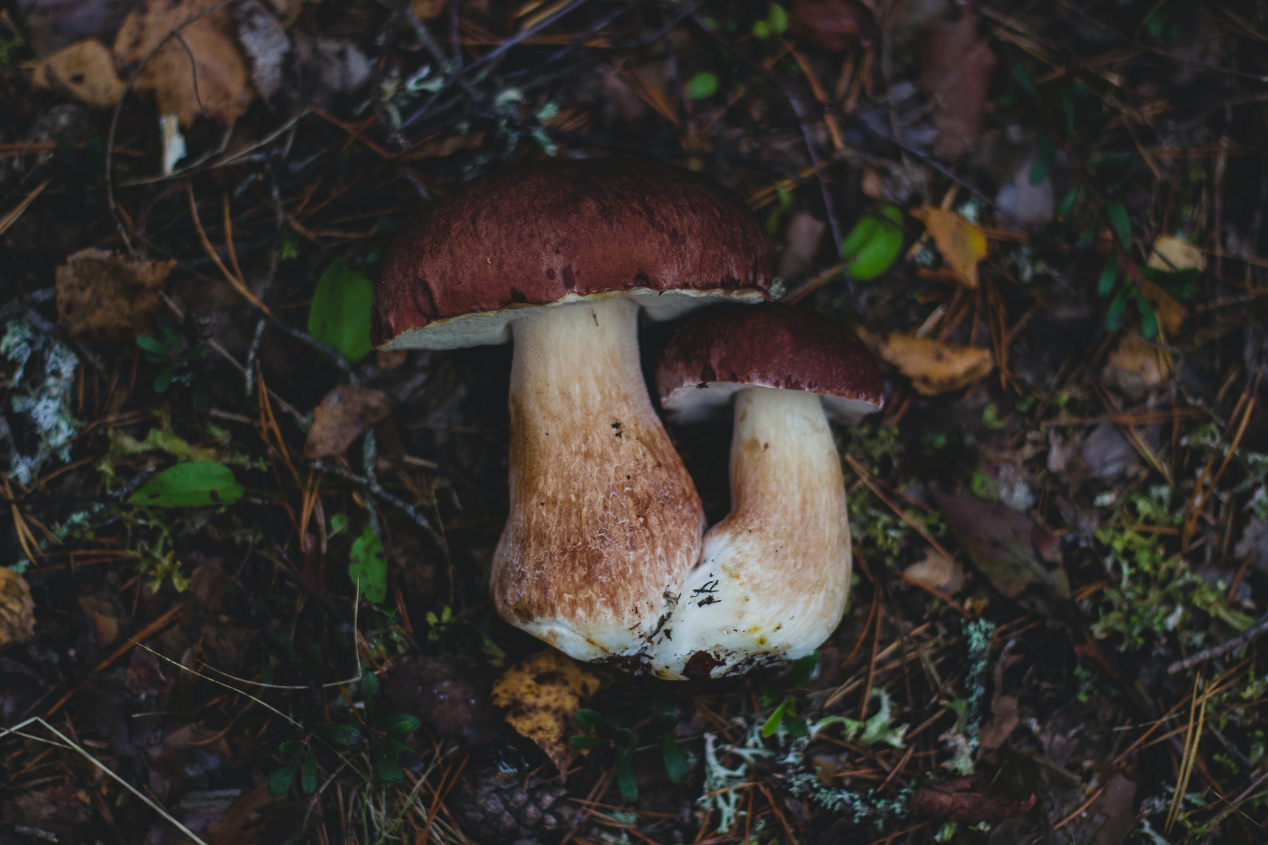 Mushrooms For Weight Loss: Are Mushrooms Good For Weight Loss?