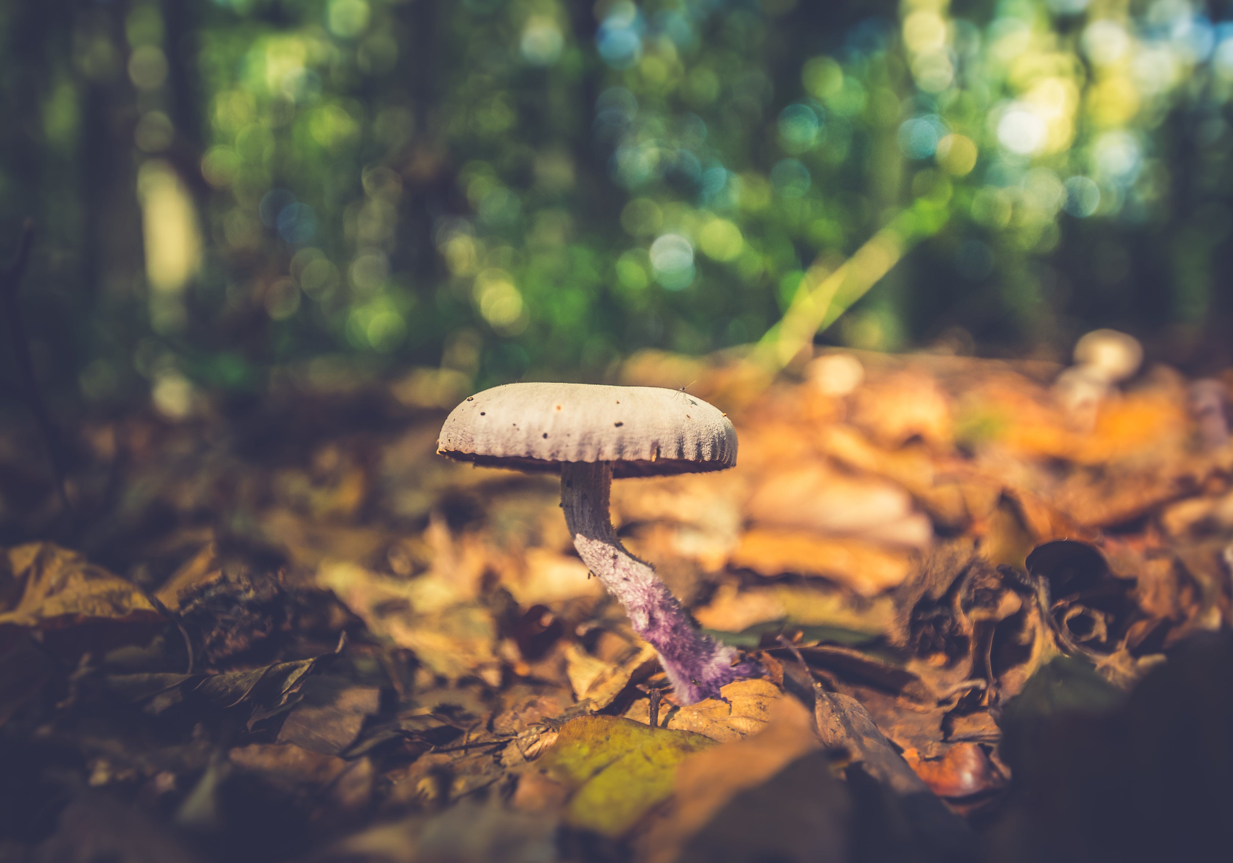 Anti Aging Mushrooms: The Benefits Of Medical Mushrooms For Aging