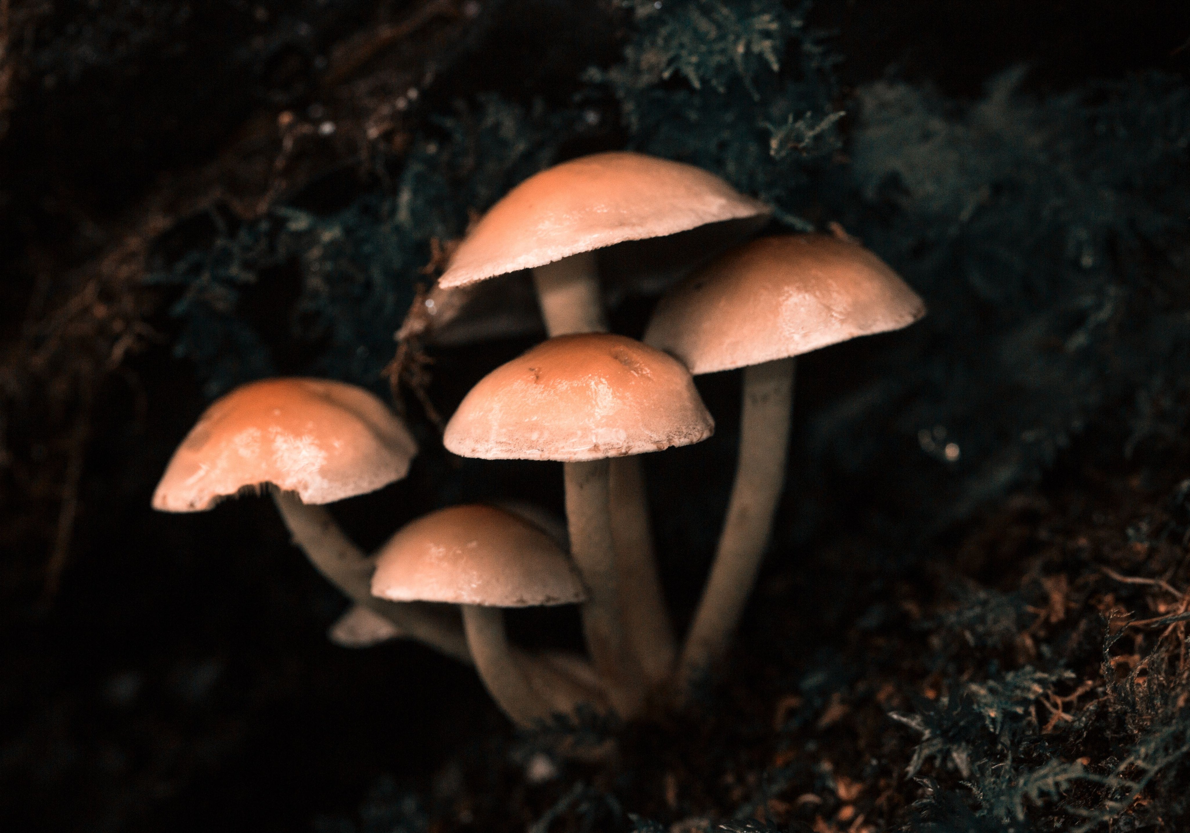 Mushrooms For Hair: Benefits and Uses