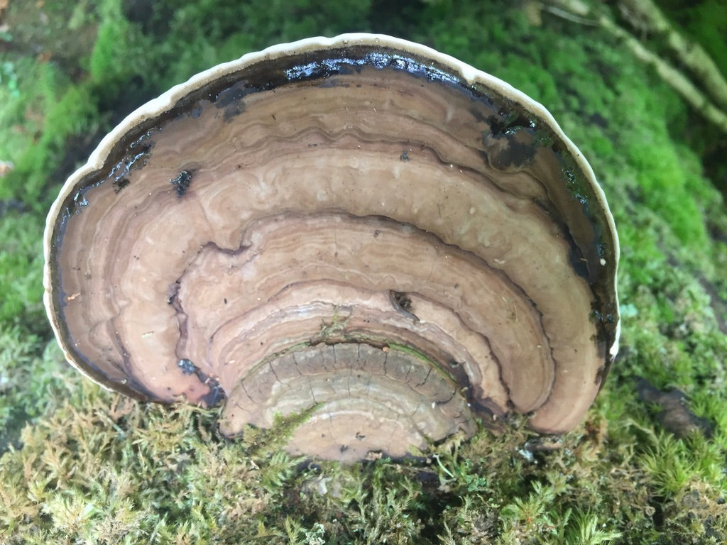Artist Conk (Ganoderma applanatum)