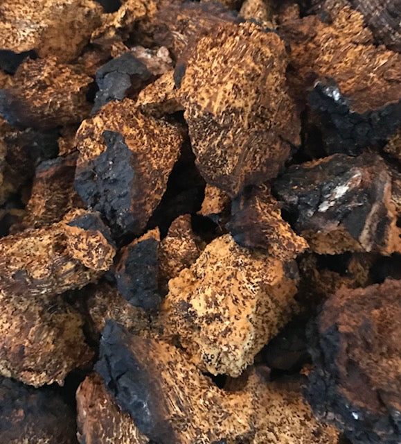 Chaga (Inonotus obliquus)