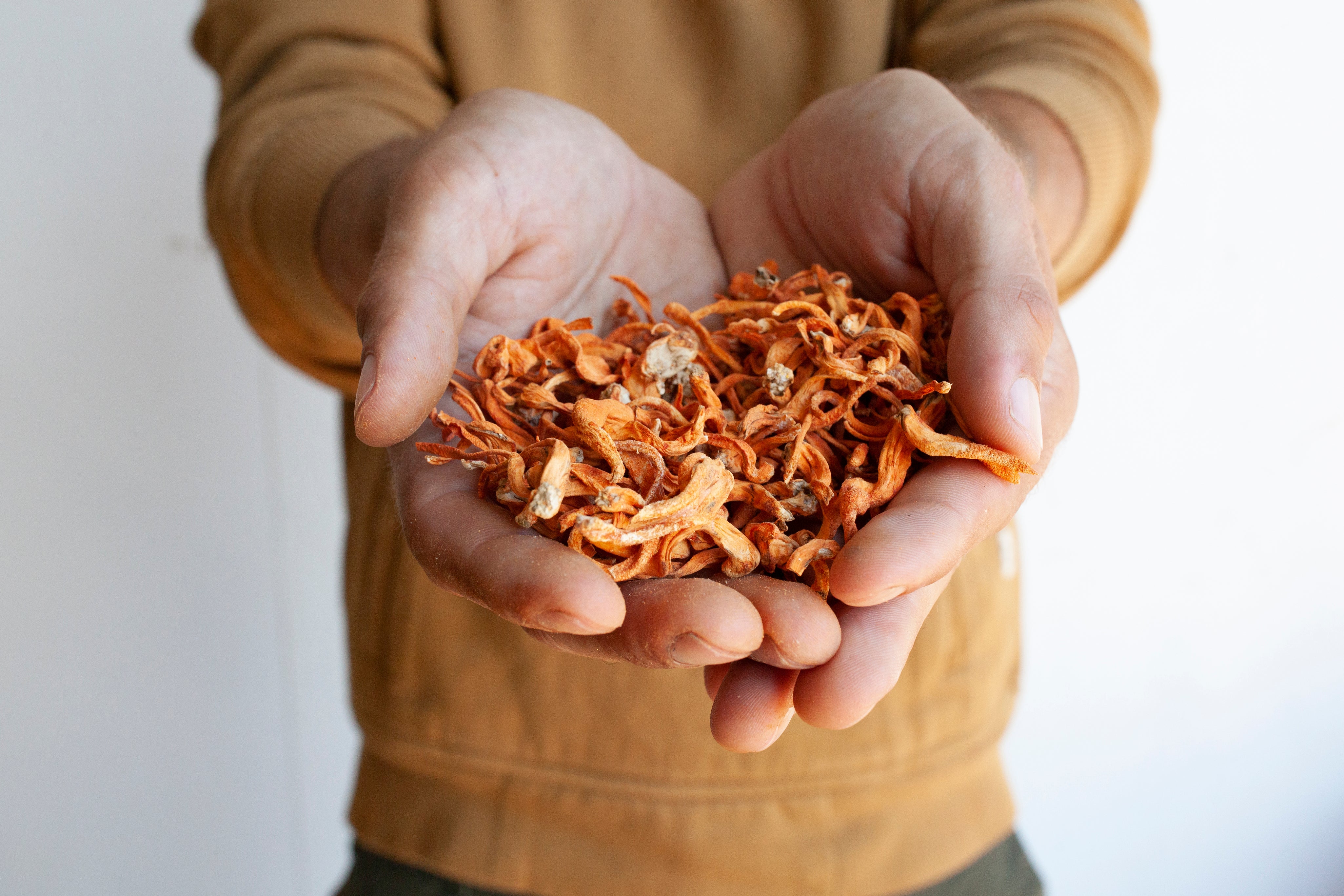Cordyceps (Cordyceps militaris)