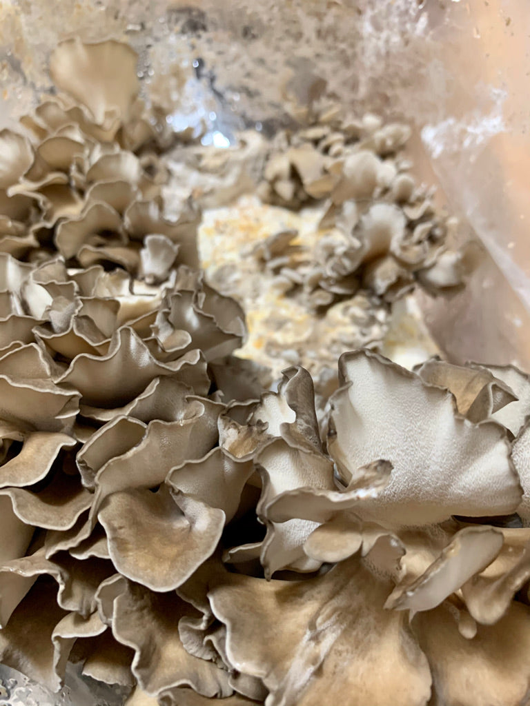 Maitake (Grifola frondosa)