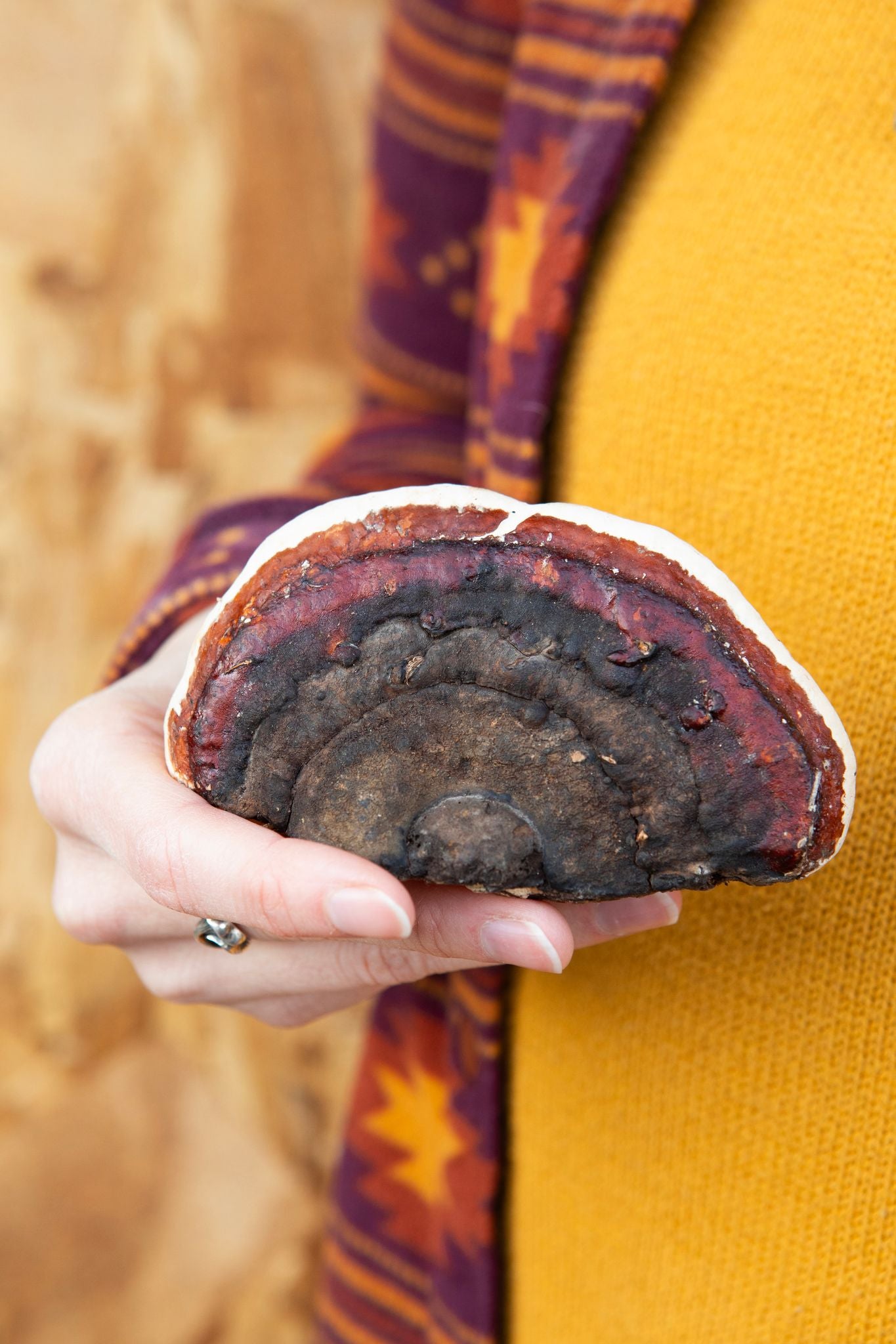 Red Belted Conk (Fomitopsis pinicola)