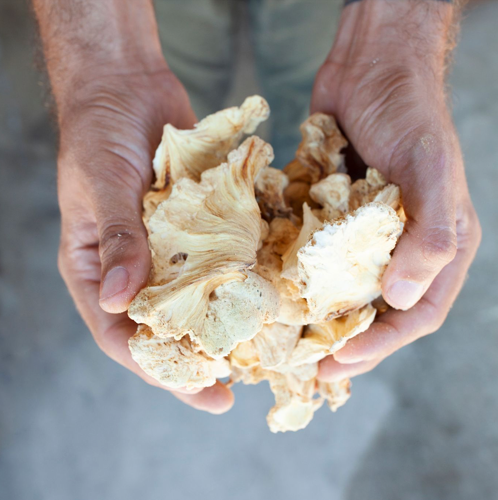 Lion's Mane (Hericium erinaceus)
