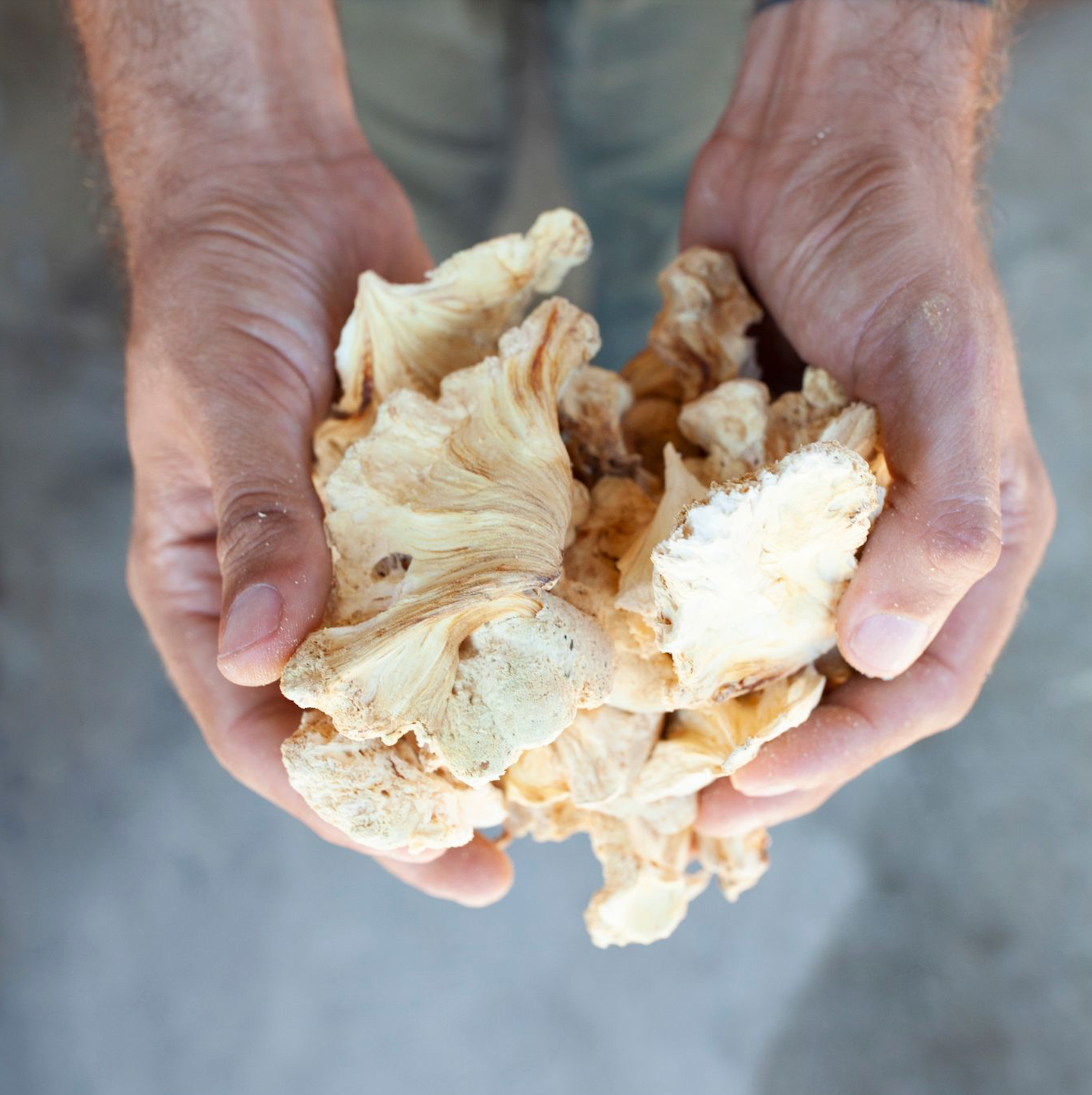 Lion&#39;s Mane (Hericium erinaceus)