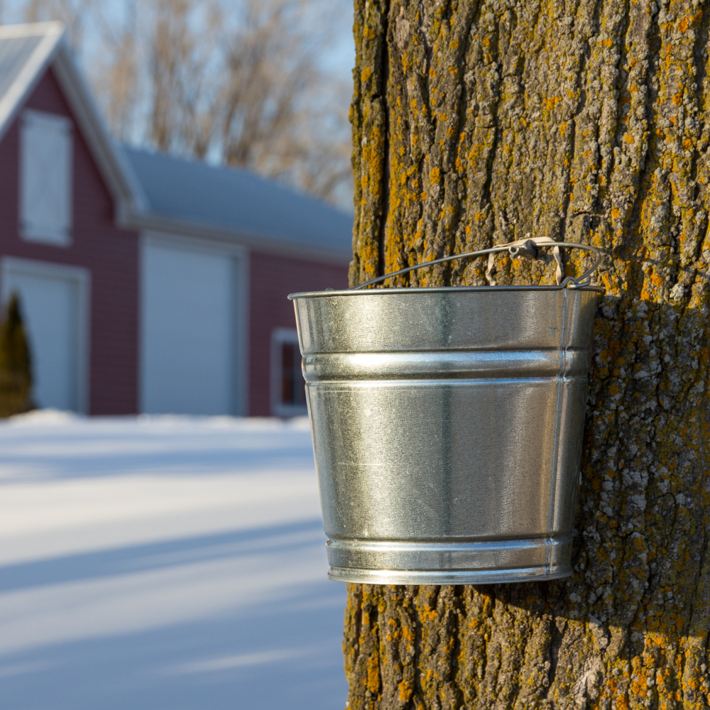Organic Maple Syurp