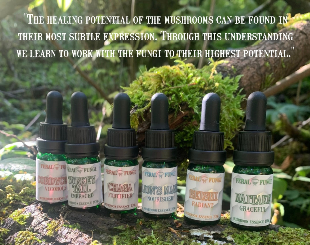 A Primer on Mushroom Essences