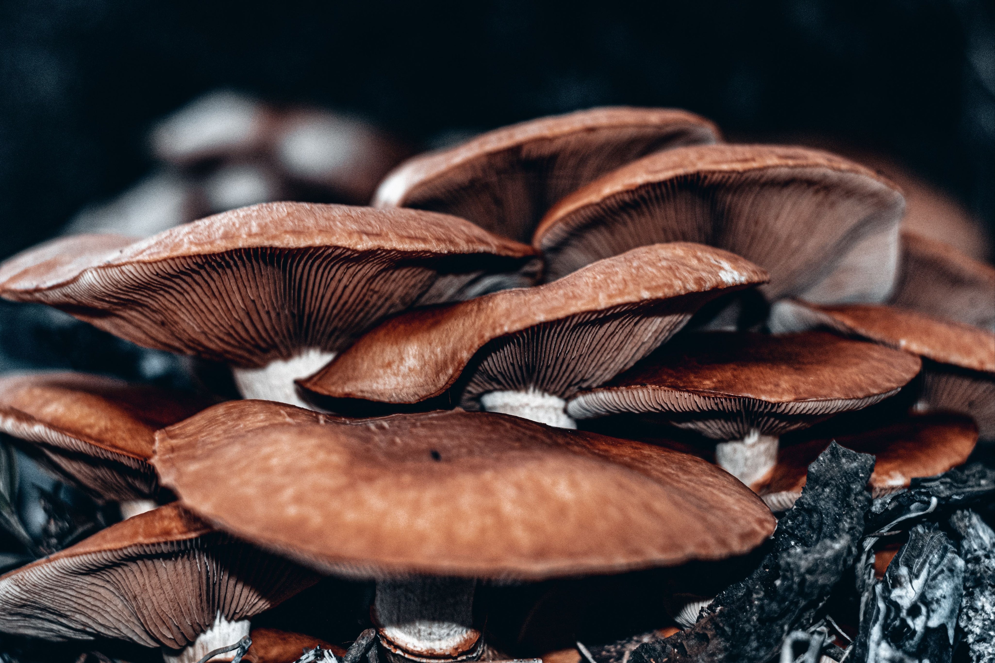 How To Tell If Mushrooms Are Bad: Signs To Look For