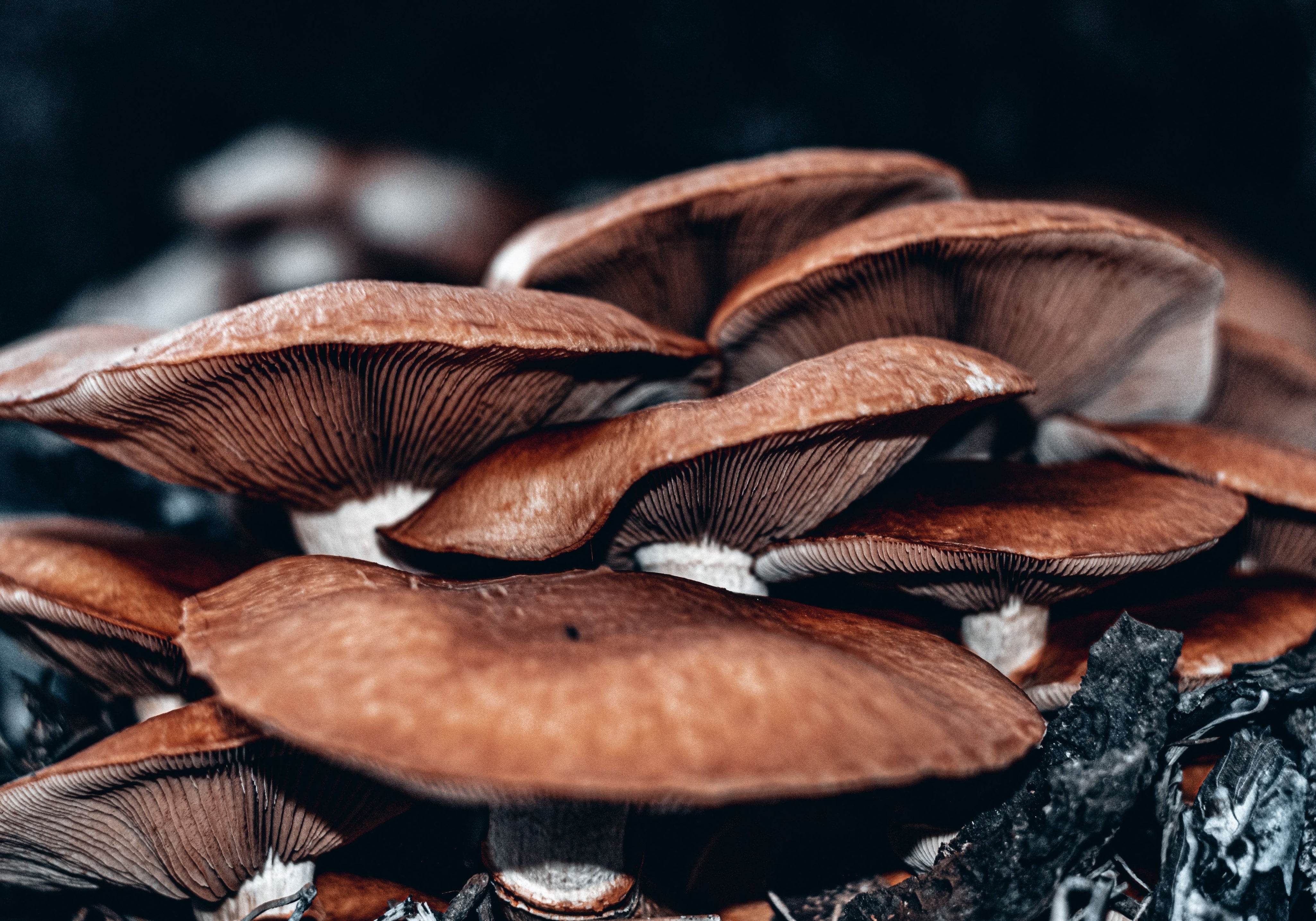 How To Tell If Mushrooms Are Bad: Signs To Look For
