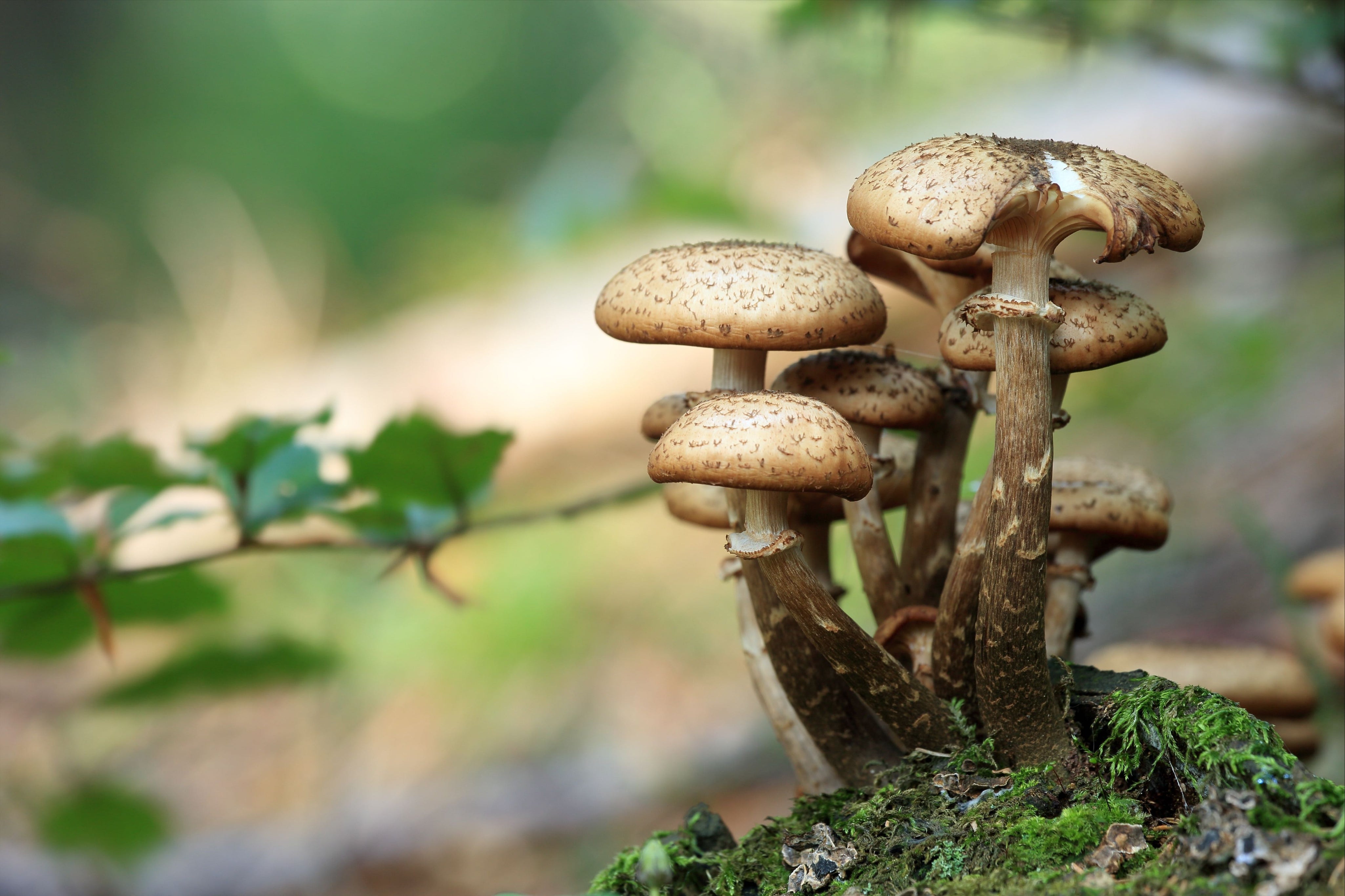 What Are Adaptogens: Fungi For Calming The Mind