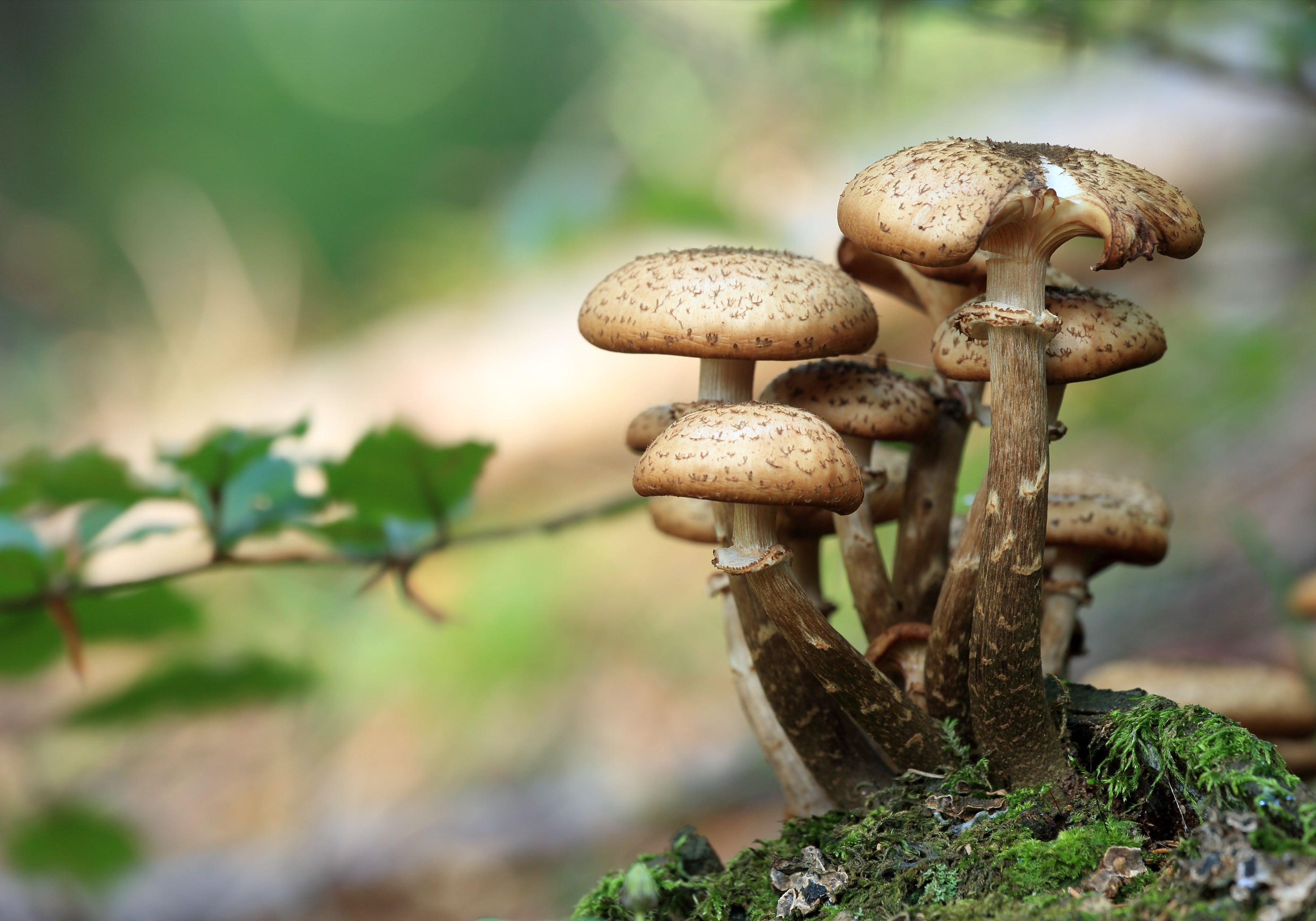 What Are Adaptogens: Fungi For Calming The Mind