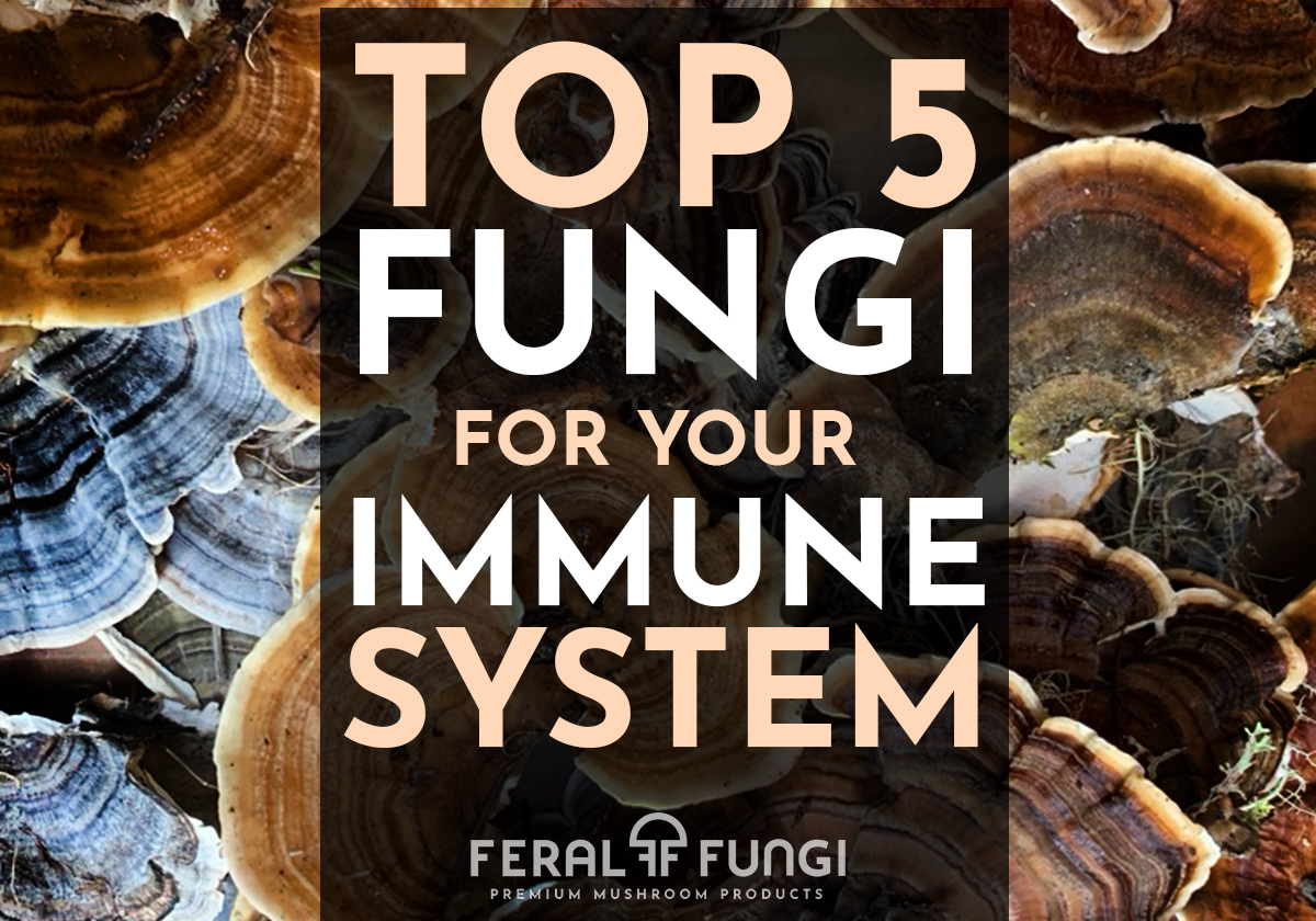 Top 5 Fungi for Immune Support