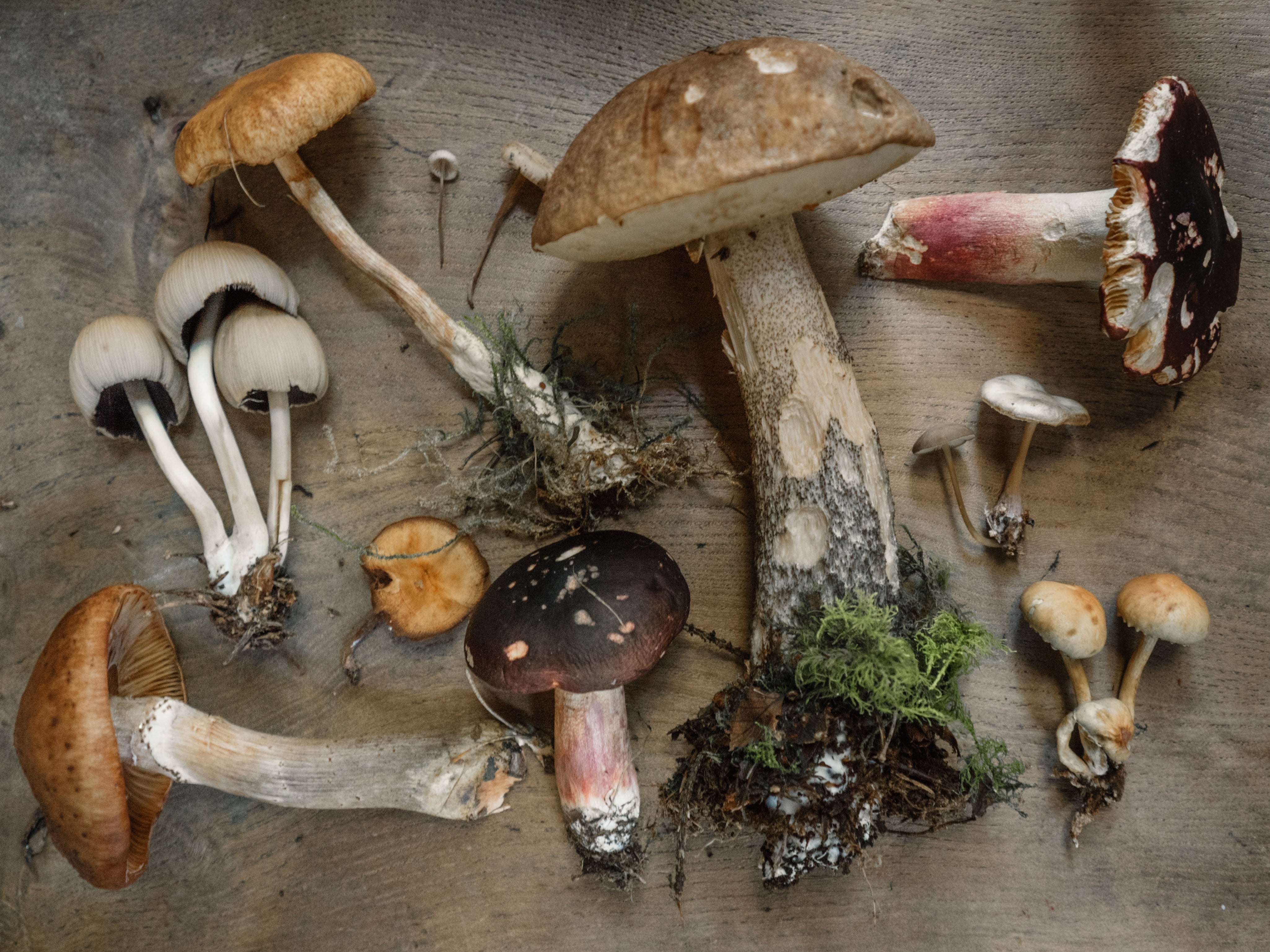 Mushroom Types: A Comprehensive Guide to Different Varieties