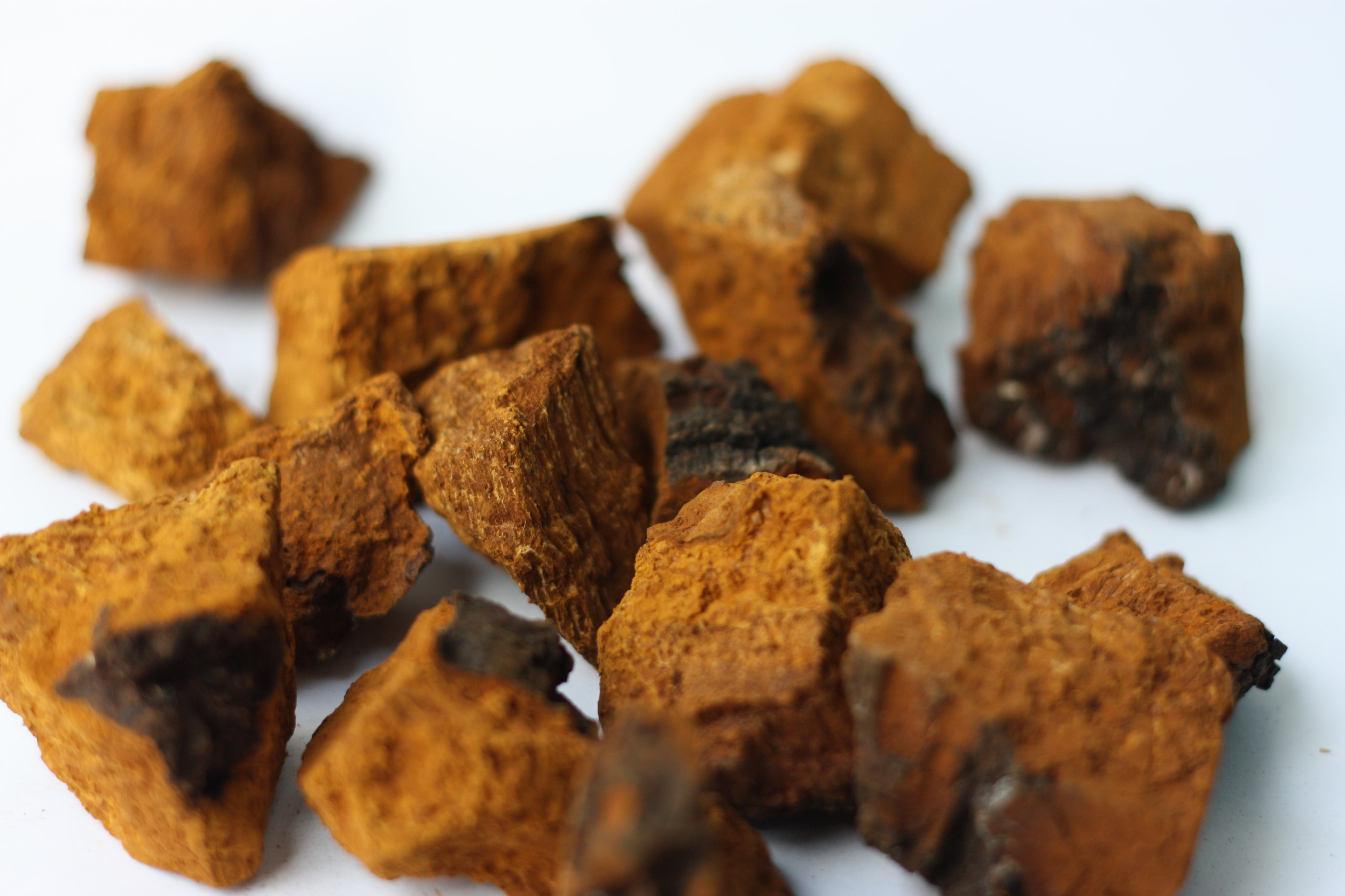 Chaga Mushroom Benefits: Unique Facts About Chaga Mushrooms