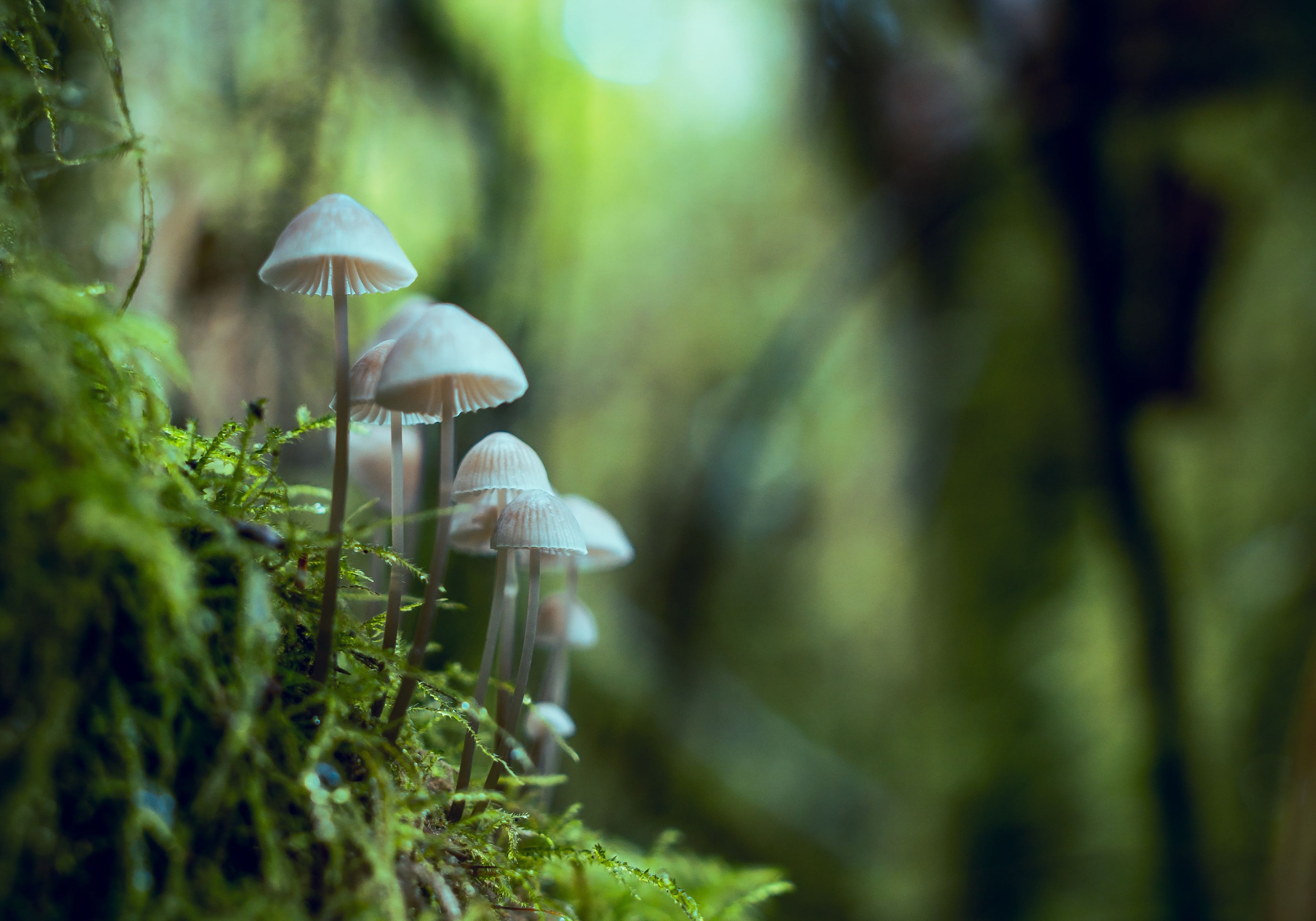 Mushrooms For Sleep: 5 Best Functional Mushrooms For Sleep