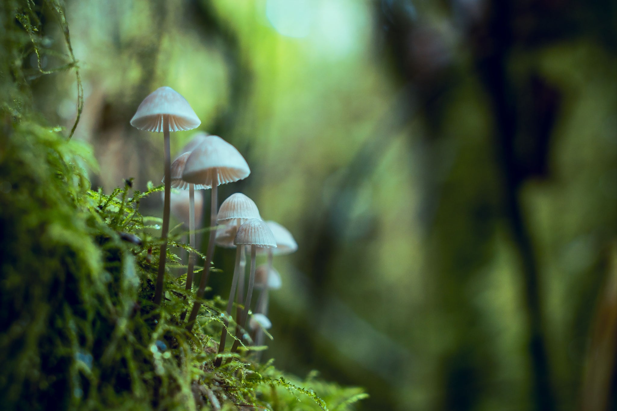 Mushrooms For Sleep: 5 Best Functional Mushrooms For Sleep