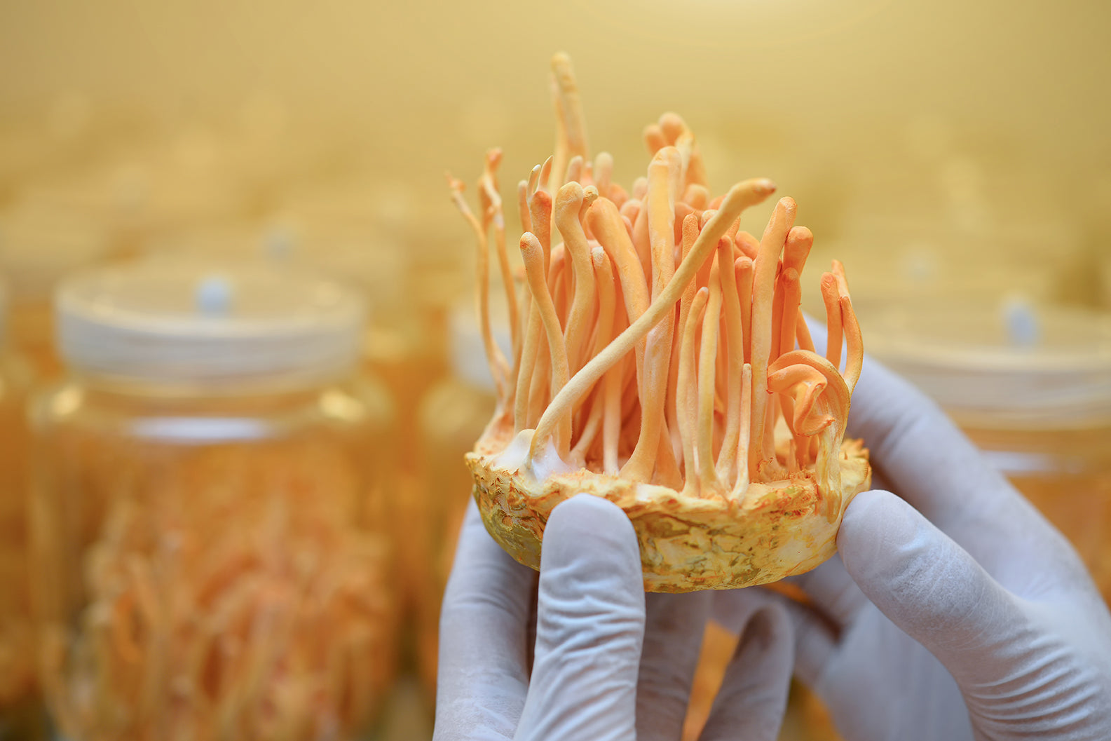 Beyond The Hype: Demystifying Mushroom Supplements