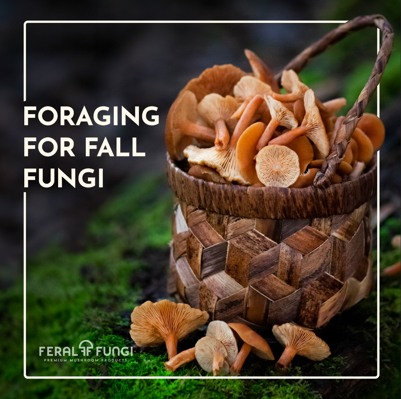 Foraging for Fall Fungi