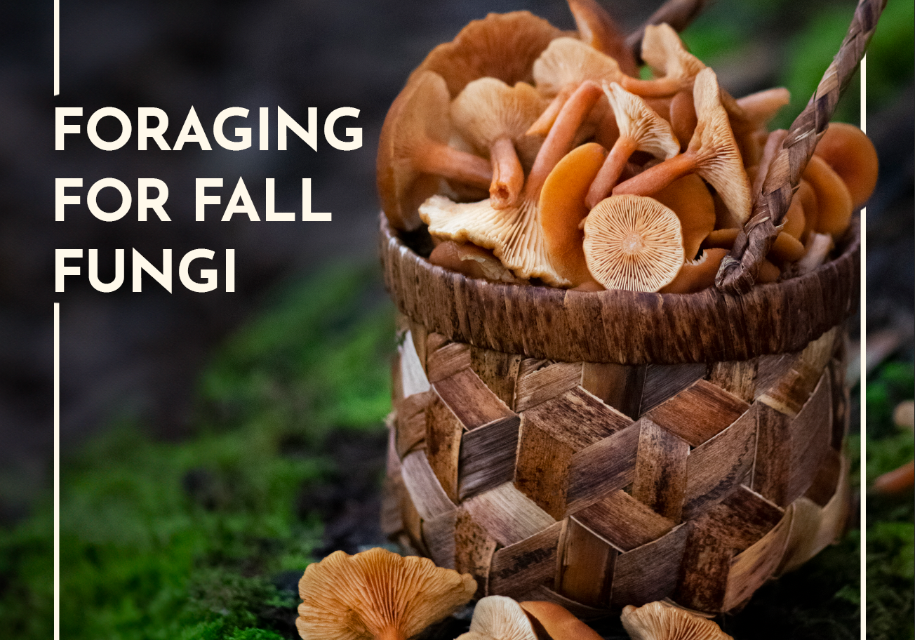 Foraging for Fall Fungi