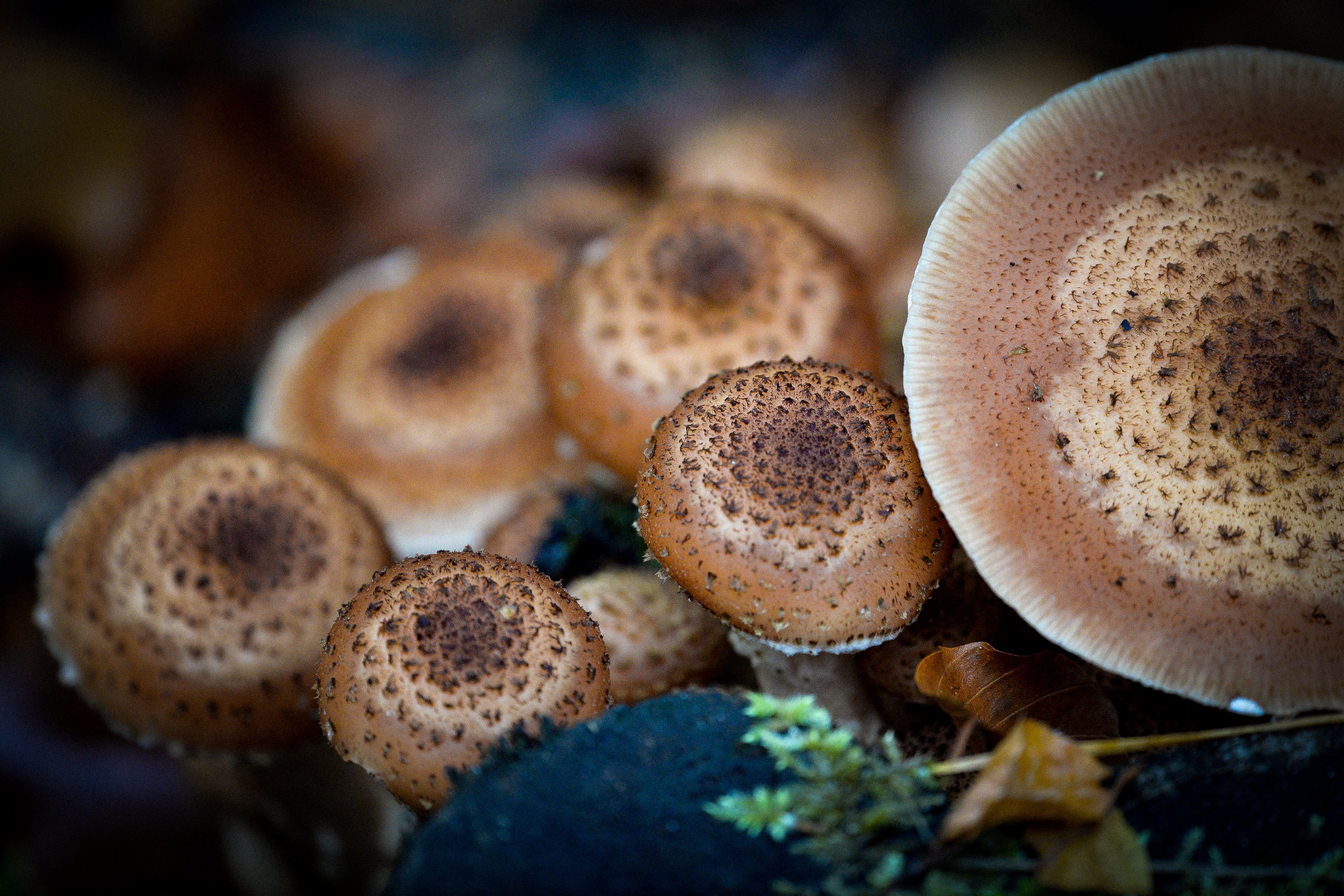 Largest Fungus In the World: A Fascinating Look At The Honey Mushroom