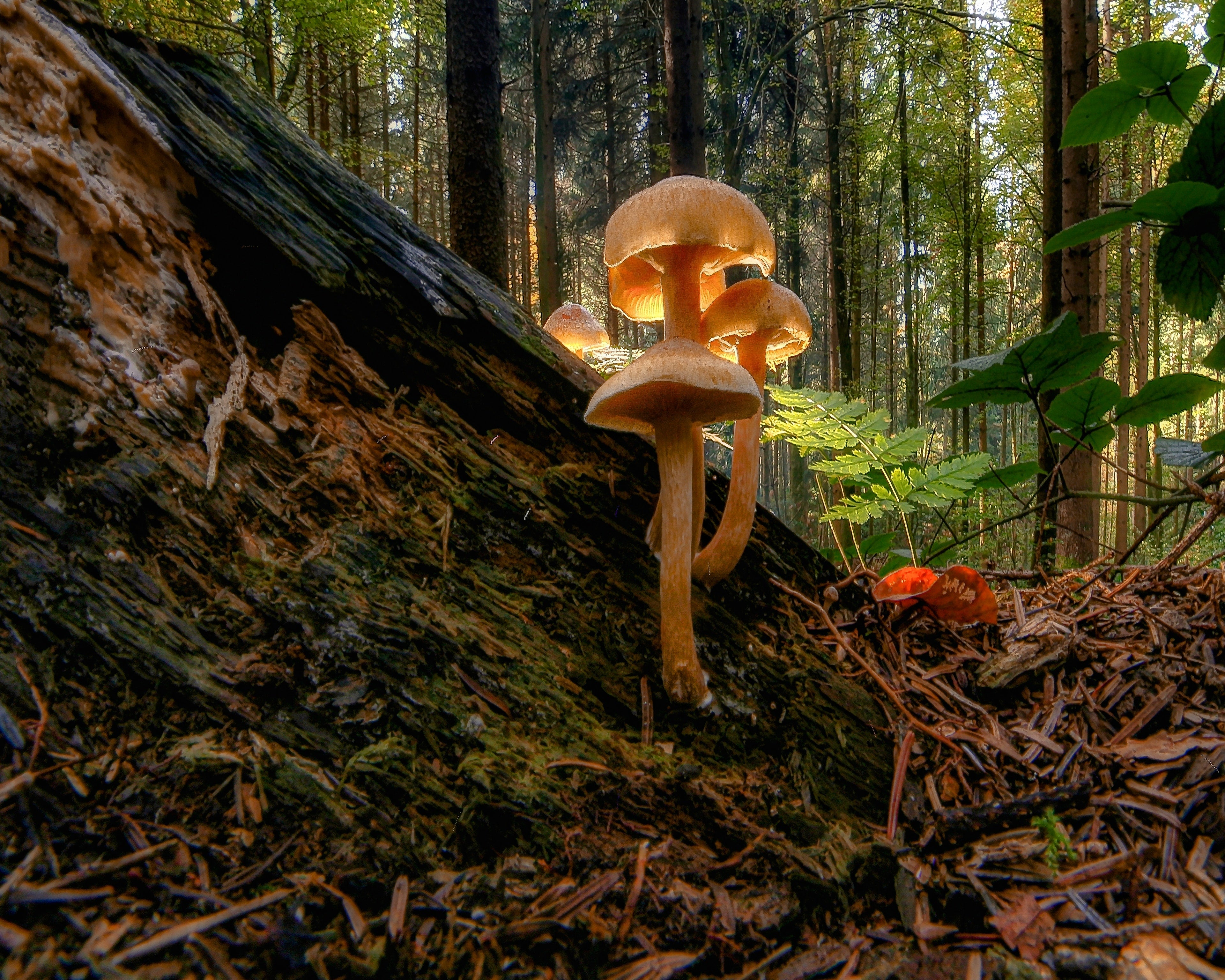 Fungi Life Cycle: From Spores To Fruiting Bodies