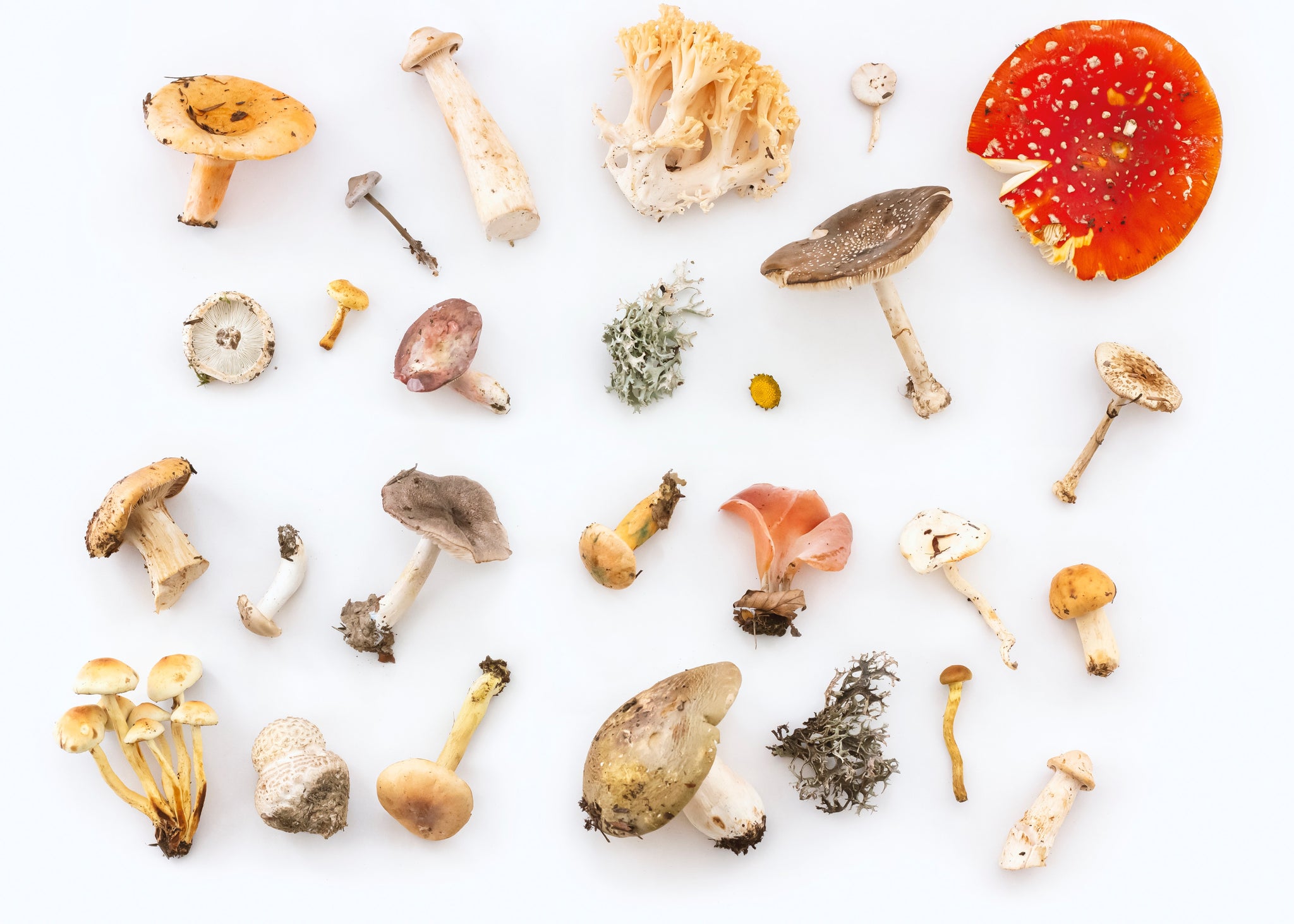 Parts of a Mushroom: A Detailed Guide To The Anatomy of Fungi