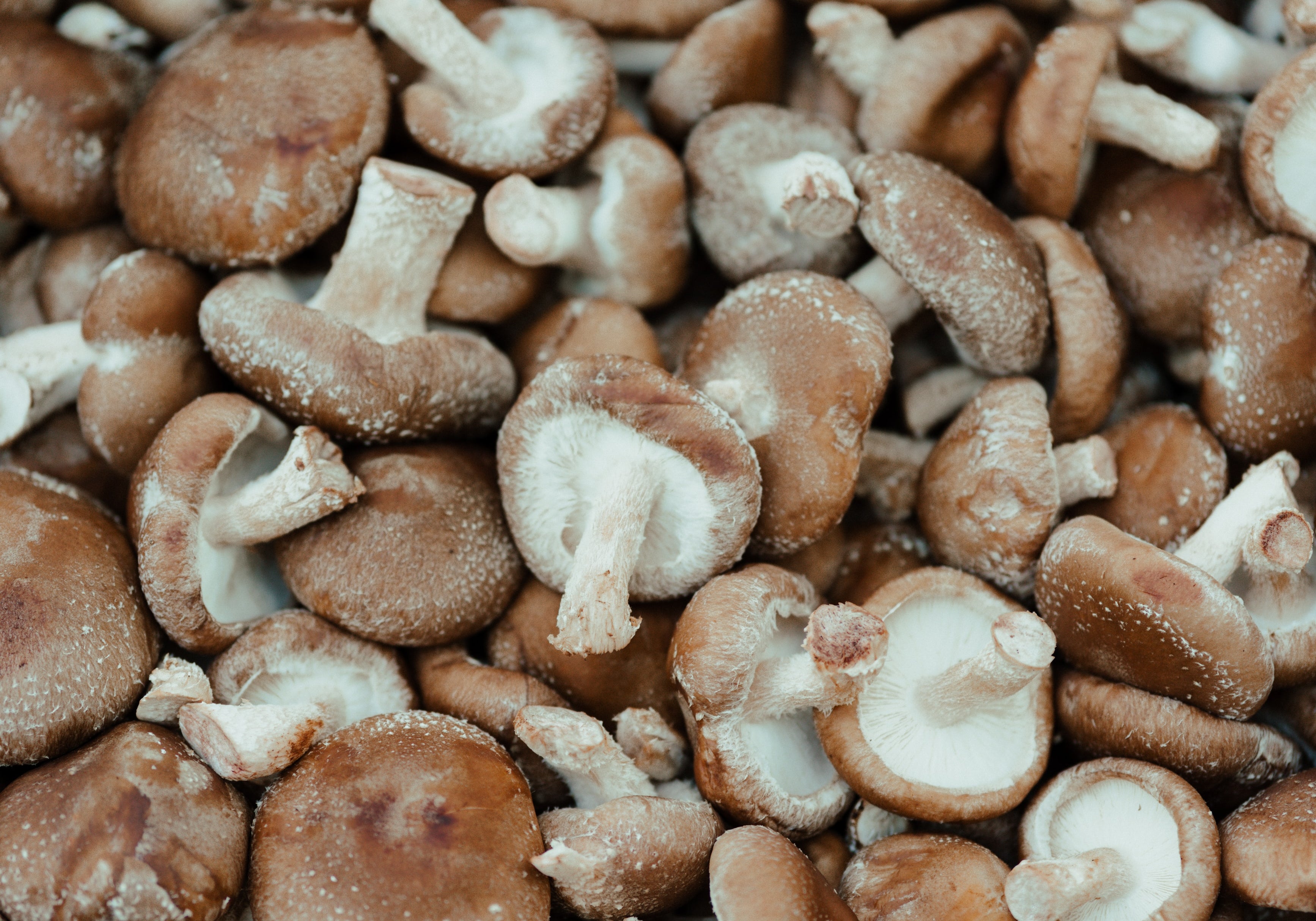 Shiitake Mushroom Benefits: A Guide to Shiitake Mushrooms