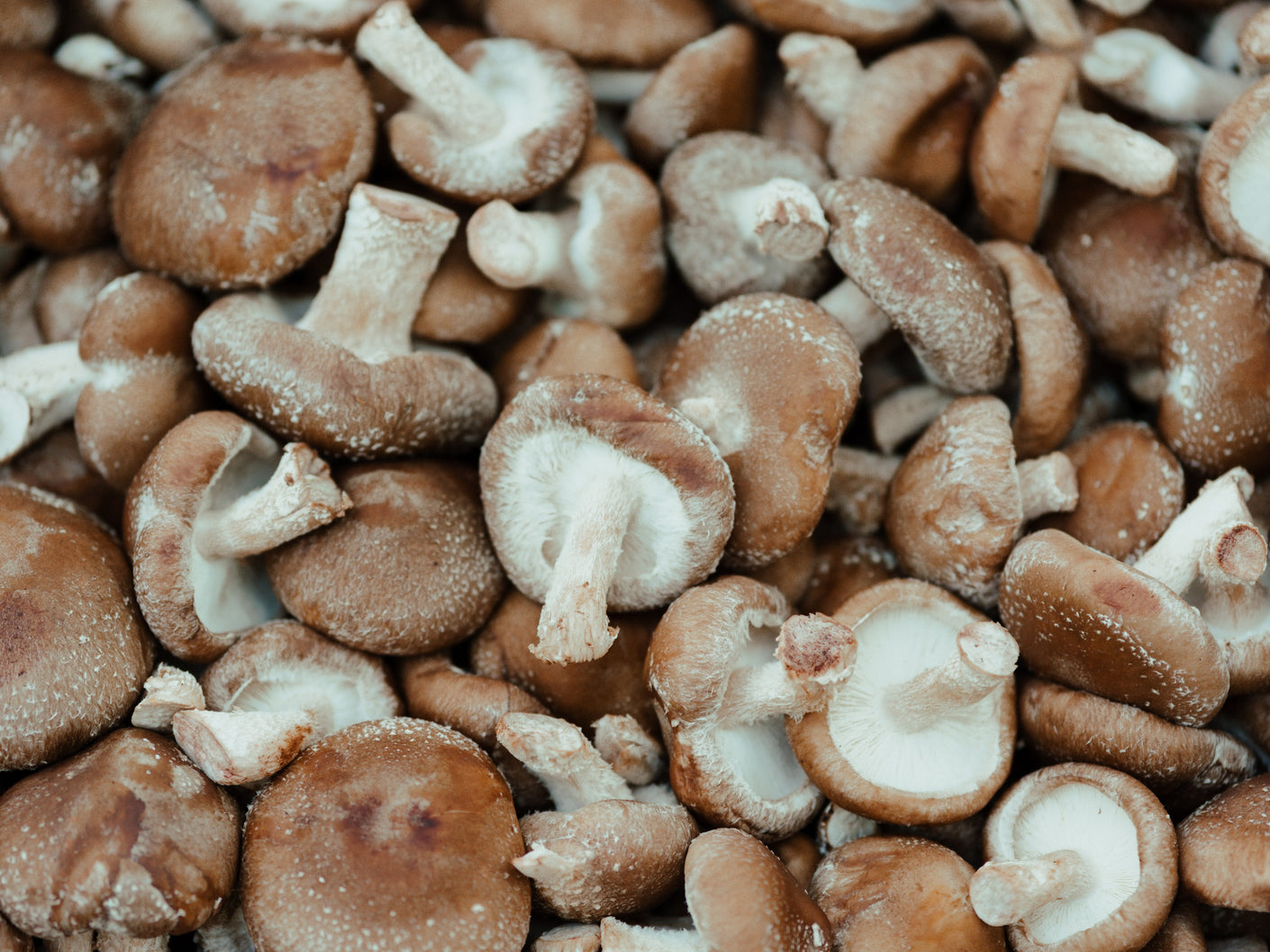 Shiitake Mushroom Benefits Feral Fungi