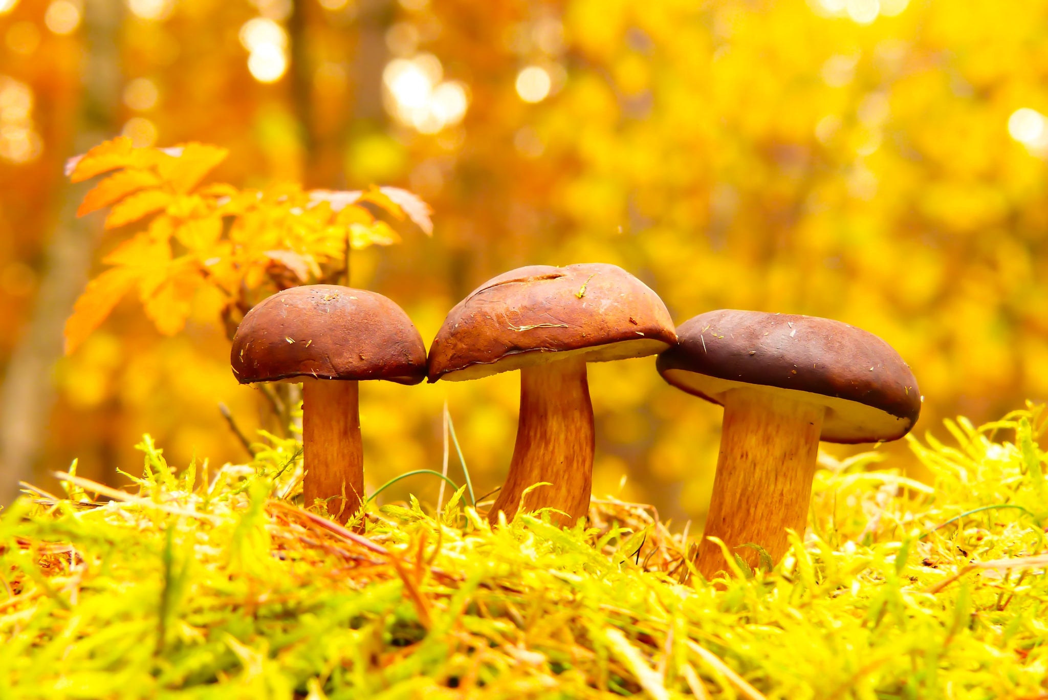 What Are Functional Mushrooms: A Guide Functional Mushrooms