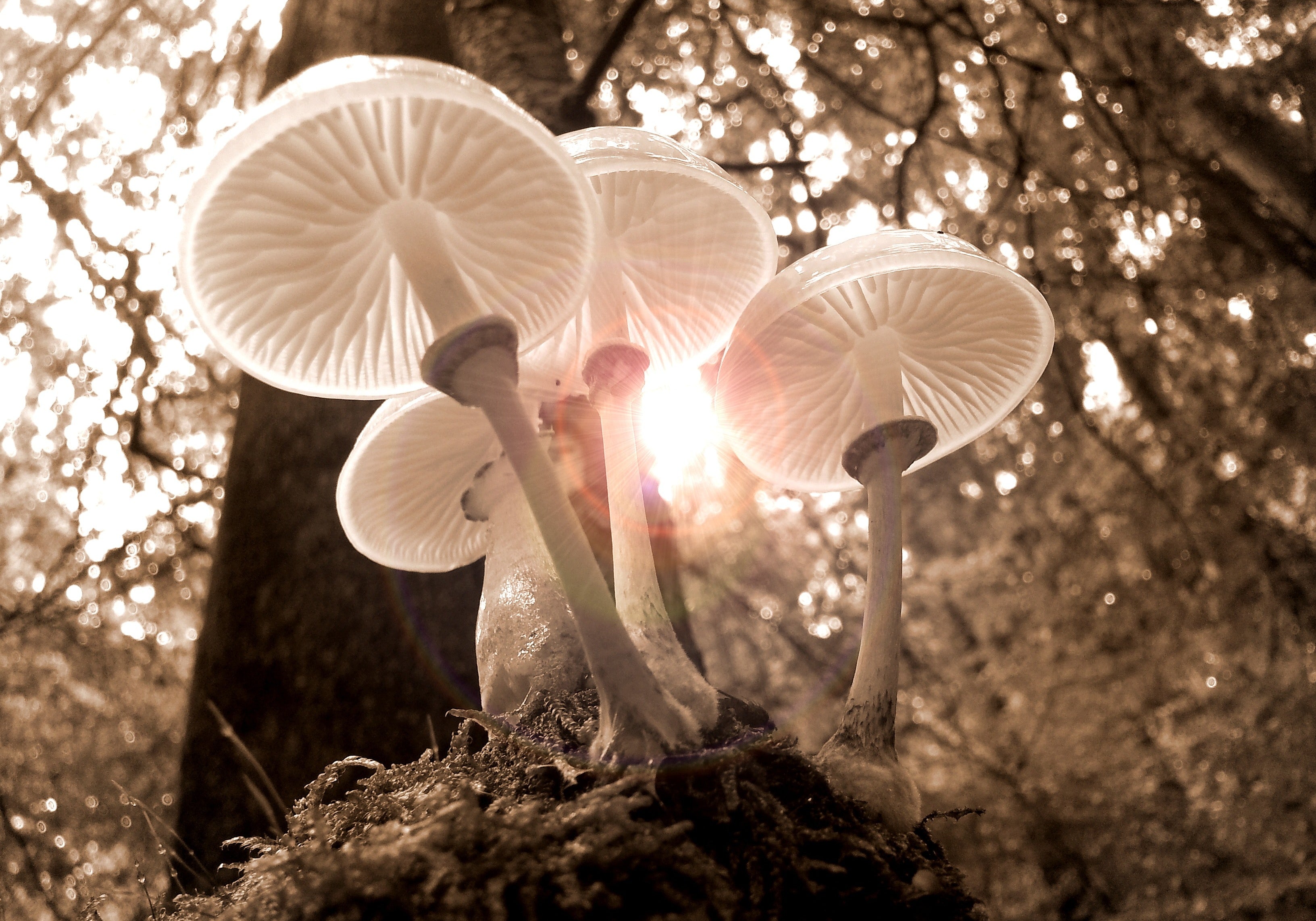 Mushrooms For Stress: Top Mushrooms For Stress and Anxiety