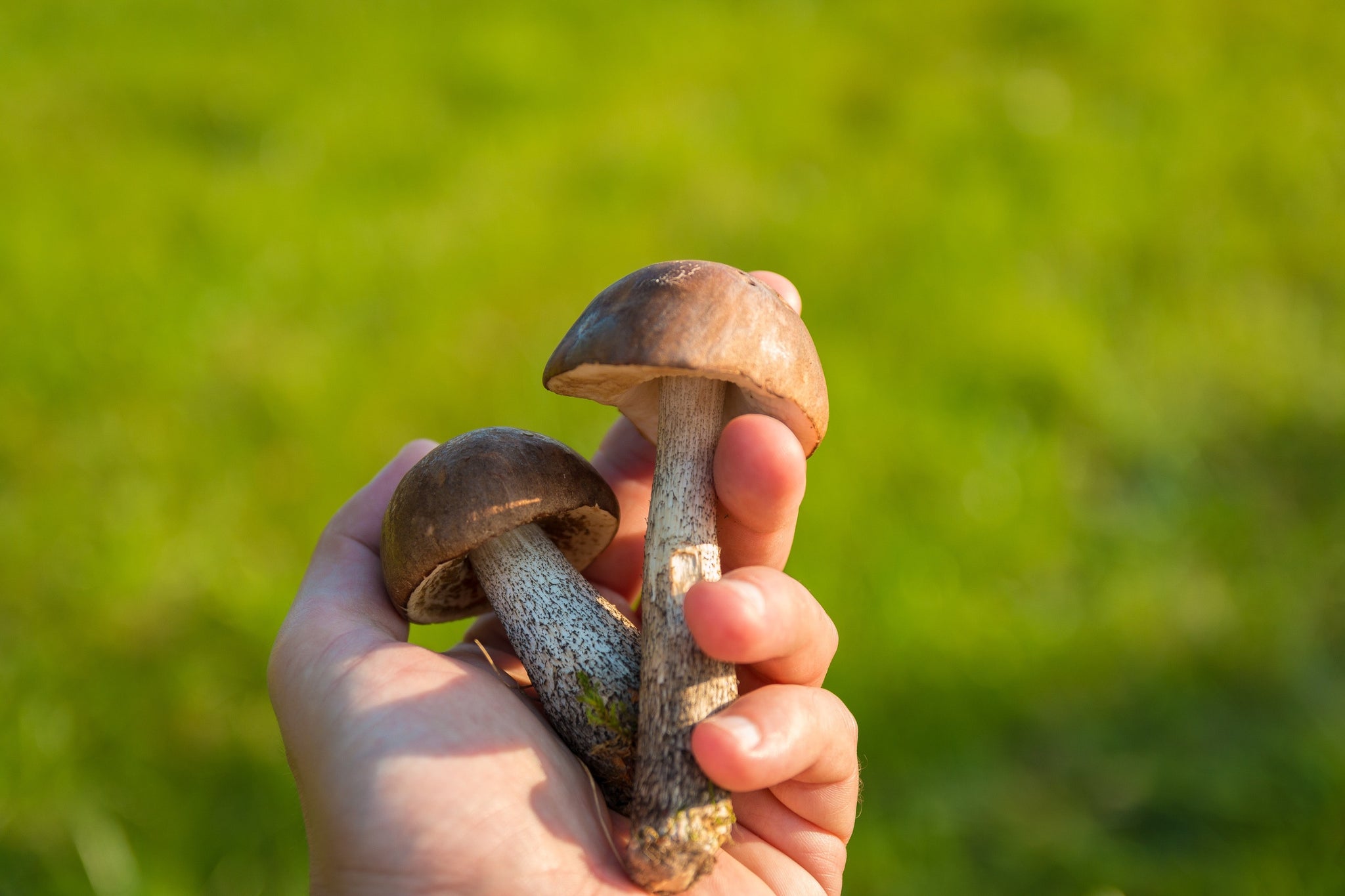 Mushrooms For Skin: Benefits and Uses