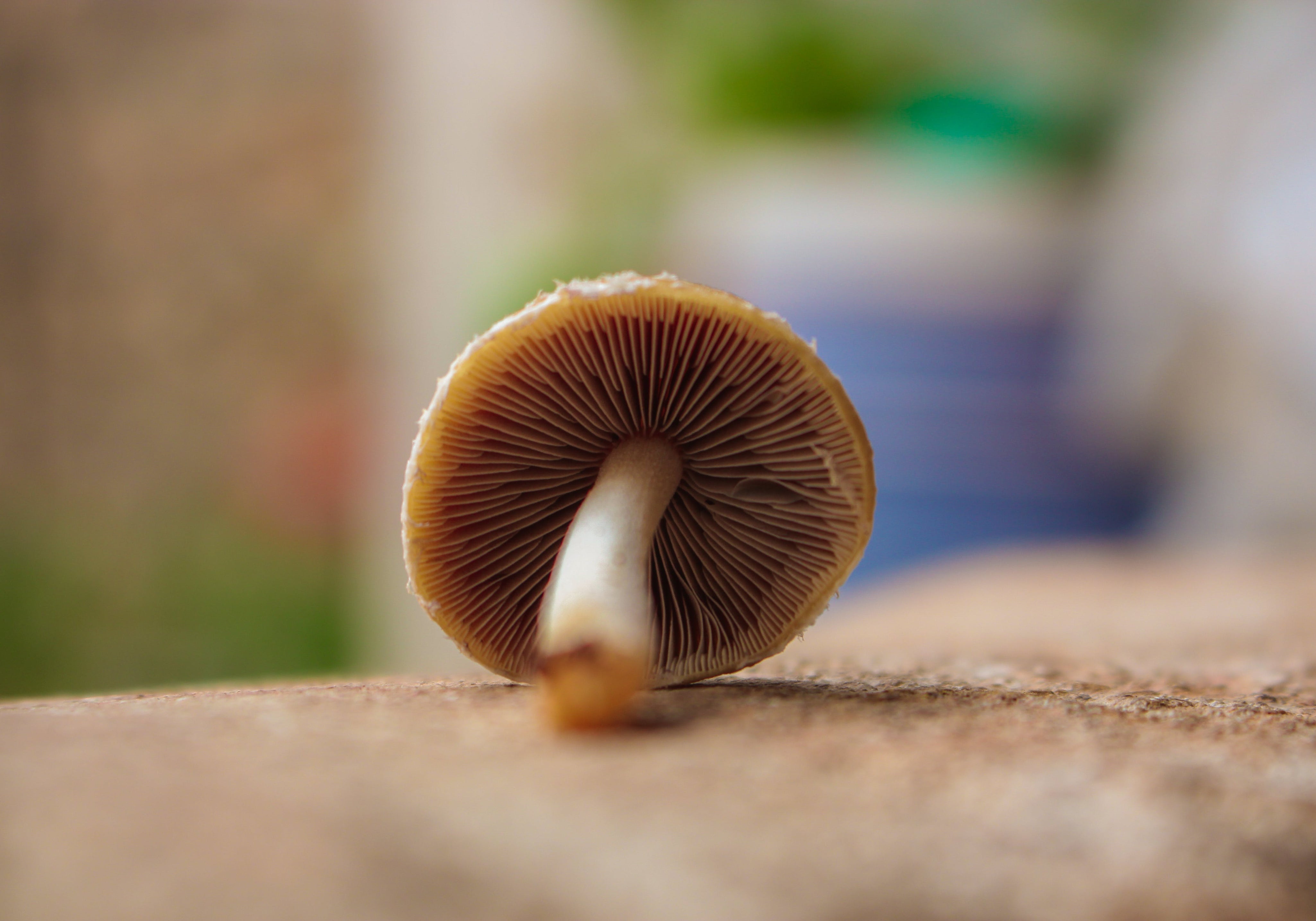 Mushrooms In Skincare: Benefits and Uses