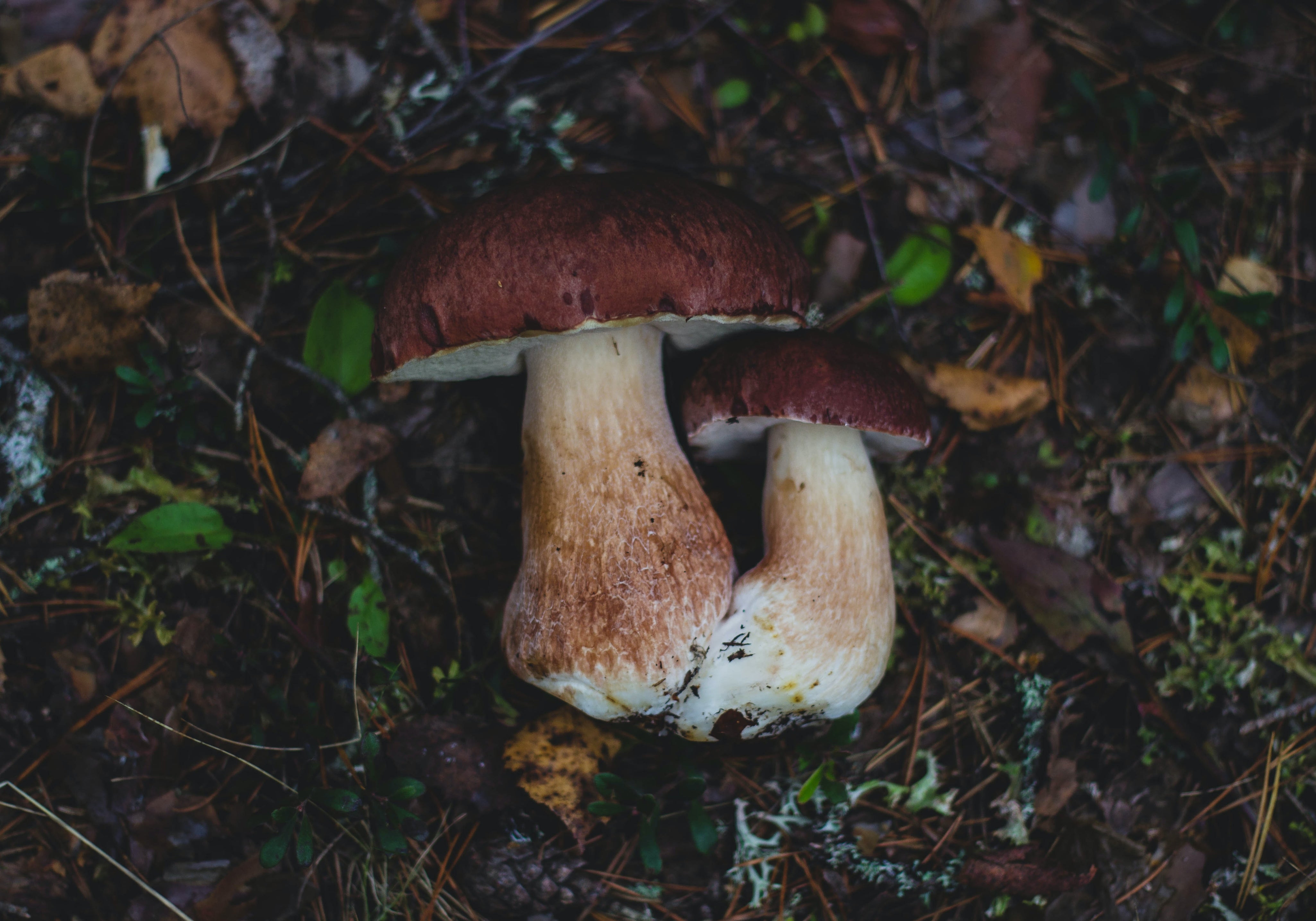 Mushrooms For Weight Loss: Are Mushrooms Good For Weight Loss?
