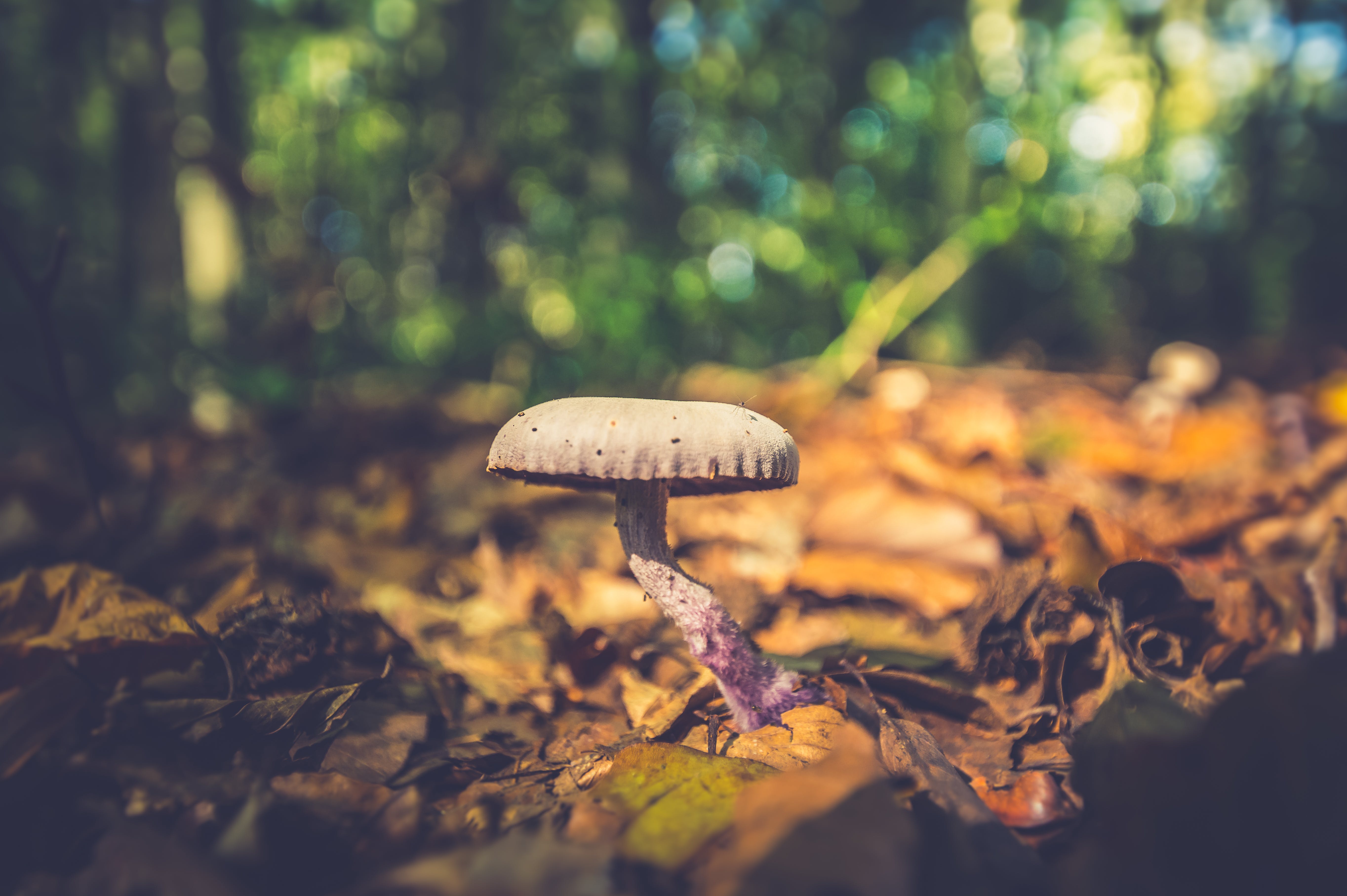 Anti Aging Mushrooms: The Benefits Of Medical Mushrooms For Aging