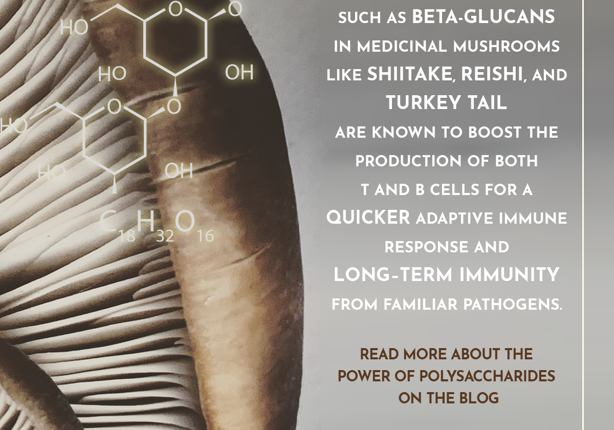 Power of Polysaccharides in Mushrooms