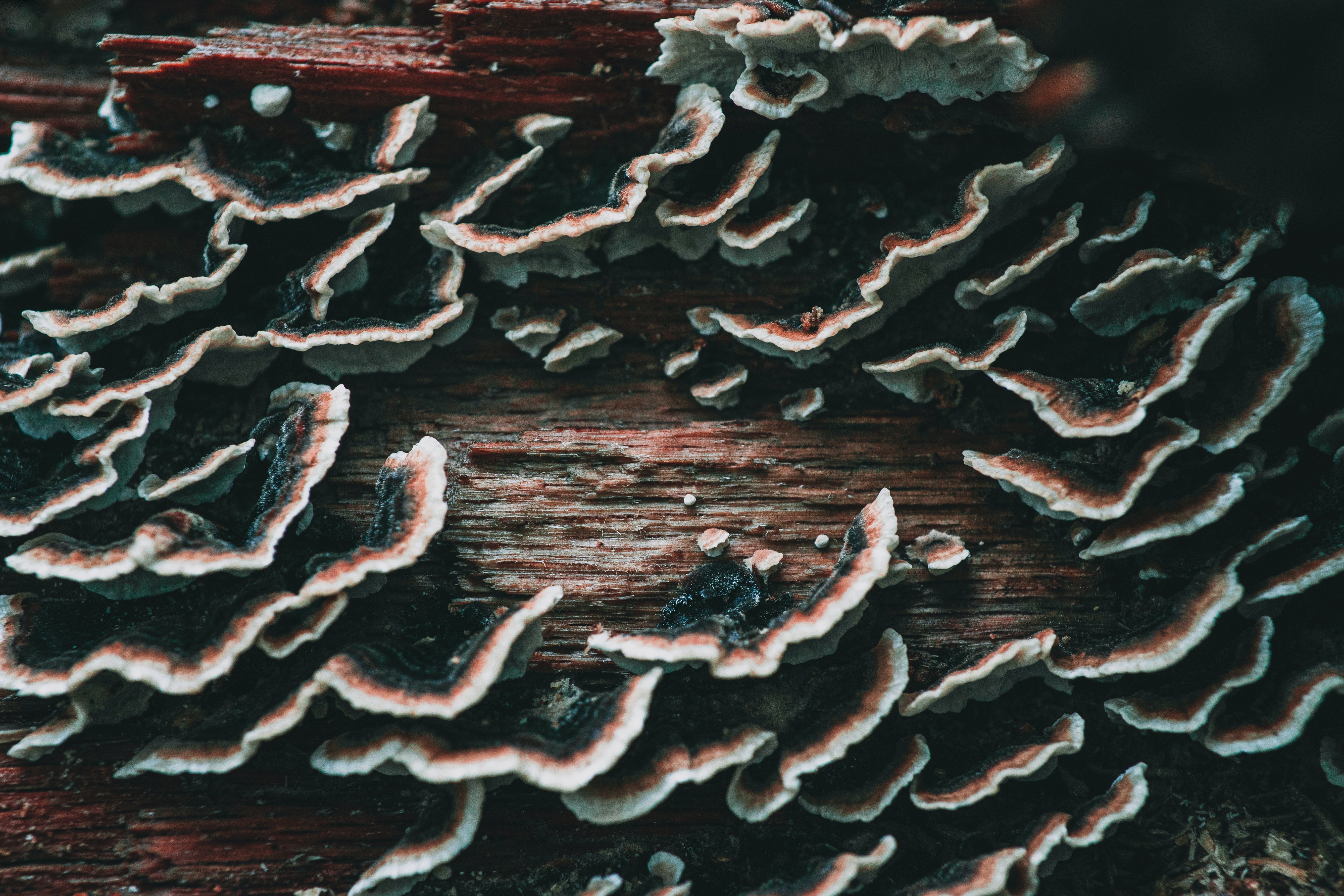 Turkey Tail Mushroom Benefits: A Comprehensive Guide to This Superfood