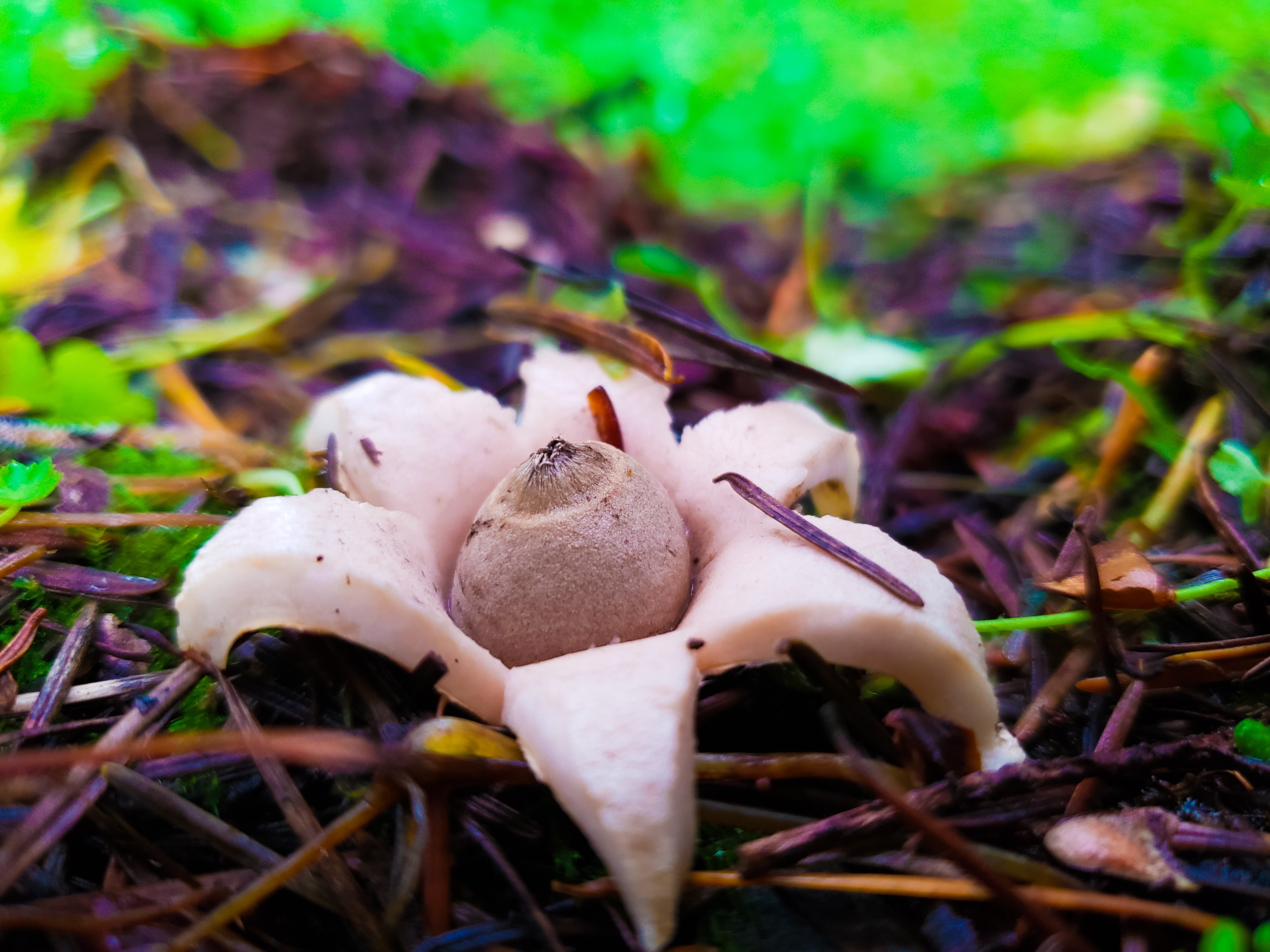 Mushrooms For Lungs Mushroom Essences Feral Fungi