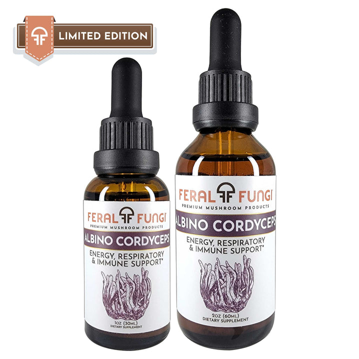 Albino Cordyceps (Cordyceps militaris) product details - Feral Fungi