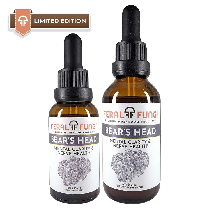 Bear's Head (Hericium abietis) product details - Feral Fungi
