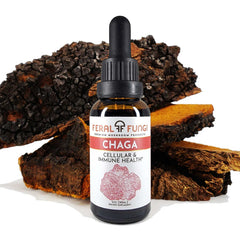 Chaga (Inonotus obliquus) Spagyric Tincture