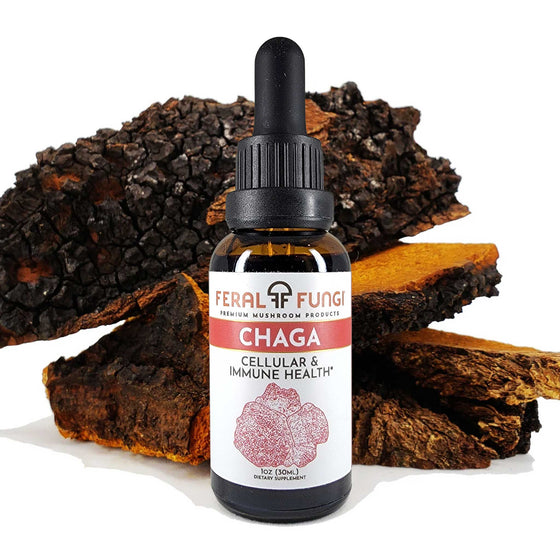 Chaga (Inonotus obliquus) - Feral Fungi