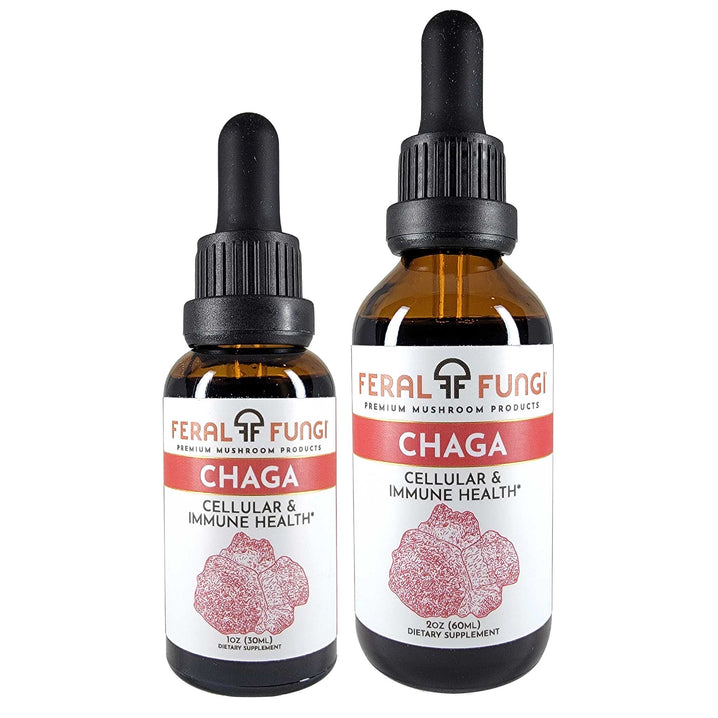 Chaga (Inonotus obliquus) product details - Feral Fungi