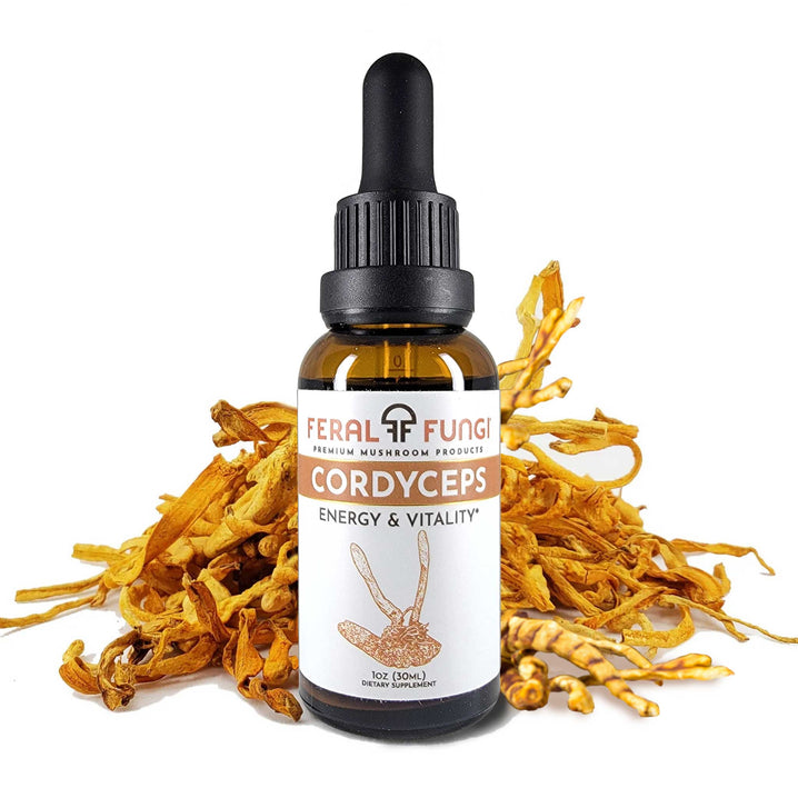 Cordyceps (Cordyceps Militaris) - Feral Fungi
